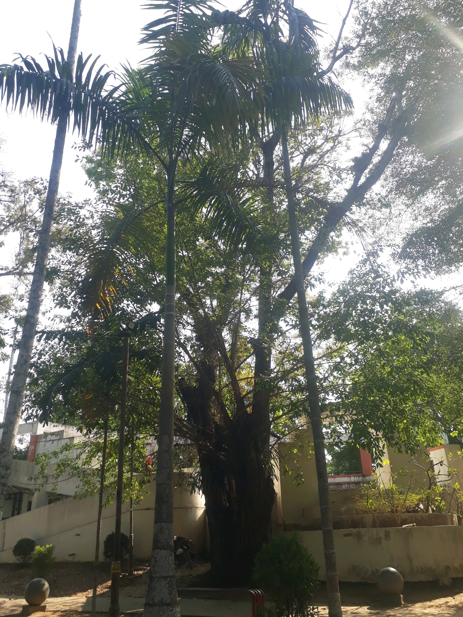 The image depicts a park-like setting with lush greenery and trees. In the foreground, there are several tall palm trees and other deciduous trees. The ground is covered with soil and some small bushes. In the background, a light-colored building with a red accent is visible. The sun is shining brightly, casting rays of light through the leaves of the trees.
This scene is located at Taman Sari, a public park in Pangkalpinang, Indonesia. Taman Sari is a popular recreational area known for its natural beauty and is often visited by locals and tourists. The park features a variety of trees, including palm trees, and also has some architectural elements like the building seen in the background.