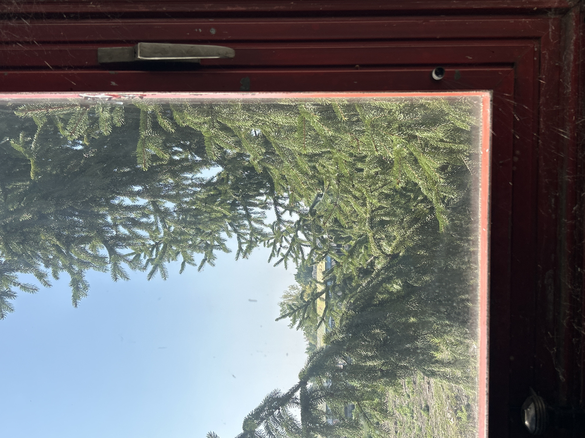 The image is a medium shot taken from inside a building, looking through a red-framed window at a bright blue sky and a large evergreen tree. The tree's branches and needles fill much of the frame, obscuring a distant view of a field and some buildings with yellow and blue roofs. On the right side of the window frame, a silver-colored metal handle and hinges are visible, as well as vertical red paneling. The windowpane itself shows some smudges and dust. The overall scene suggests an outdoor environment, possibly a rural or suburban area near Rybitví, Czechia, given the presence of the tree and the distant buildings. There are no people or animals visible in the image.