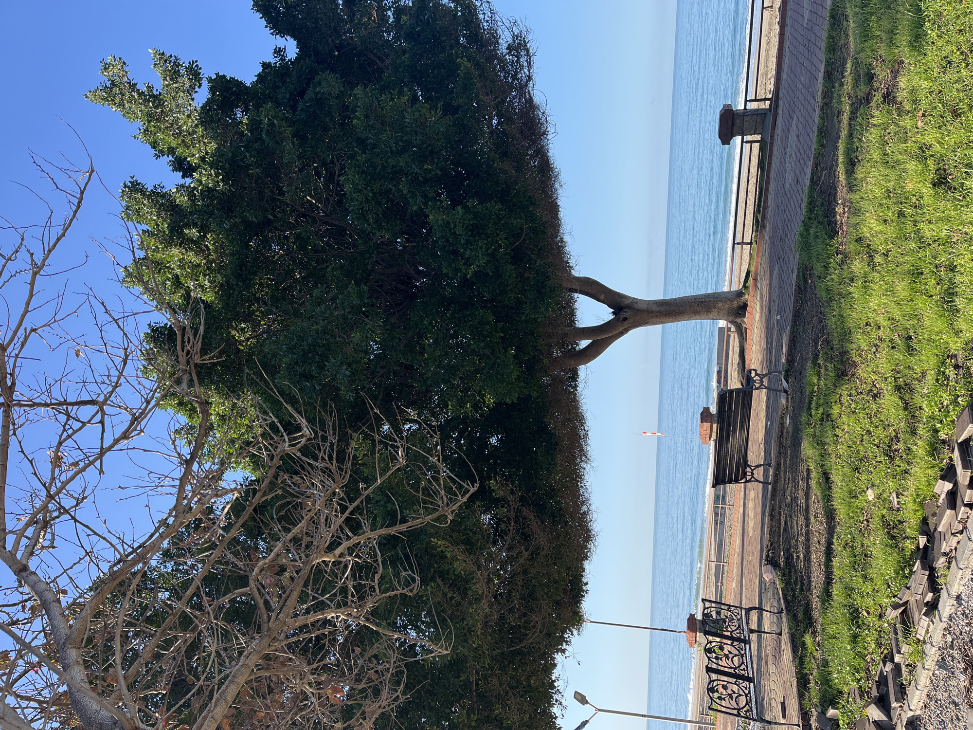 The image shows a coastal scene in Alanya, Turkey. A large, densely foliated tree dominates the foreground, with a bare-branched tree to its left. Behind the trees, the turquoise sea is visible, stretching to the horizon. A promenade runs along the coast, featuring a brick walkway, benches, and wrought-iron railings. Grass borders the walkway on one side. In the distance, a red and white striped structure can be seen on the water, possibly a buoy or navigational aid. The sky is clear and blue. The image is taken from a ground-level perspective.