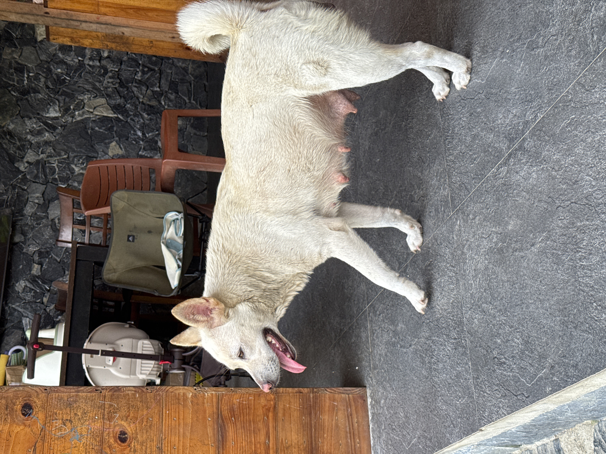 This media file captures a white, medium-sized dog resting or standing on a dark grey tiled floor. The dog, likely a female due to visible, prominent nipples, has light-colored, somewhat shaggy fur and appears to be panting with its tongue extended, possibly indicating warmth or recent activity. Its head is tilted downwards towards a wooden counter or table in the foreground.
The setting appears to be a covered outdoor area or an open-plan room, possibly a patio or a rustic common space, in Du Già Commune, Vietnam. The background features a dark, textured stone wall composed of irregularly stacked pieces. Above the wall, a wooden beam suggests a ceiling or roof structure. Various objects are visible in the background, including several brown plastic chairs and a dark-framed chair with an olive-green fabric seat, suggesting a functional, lived-in space. A white bucket or container is also partially visible behind the wooden counter.
Natural daylight illuminates the scene, indicating it is daytime. The dog's expression, with its tongue out, suggests it is relaxed, perhaps a little warm or weary. There is no visible text in the image.