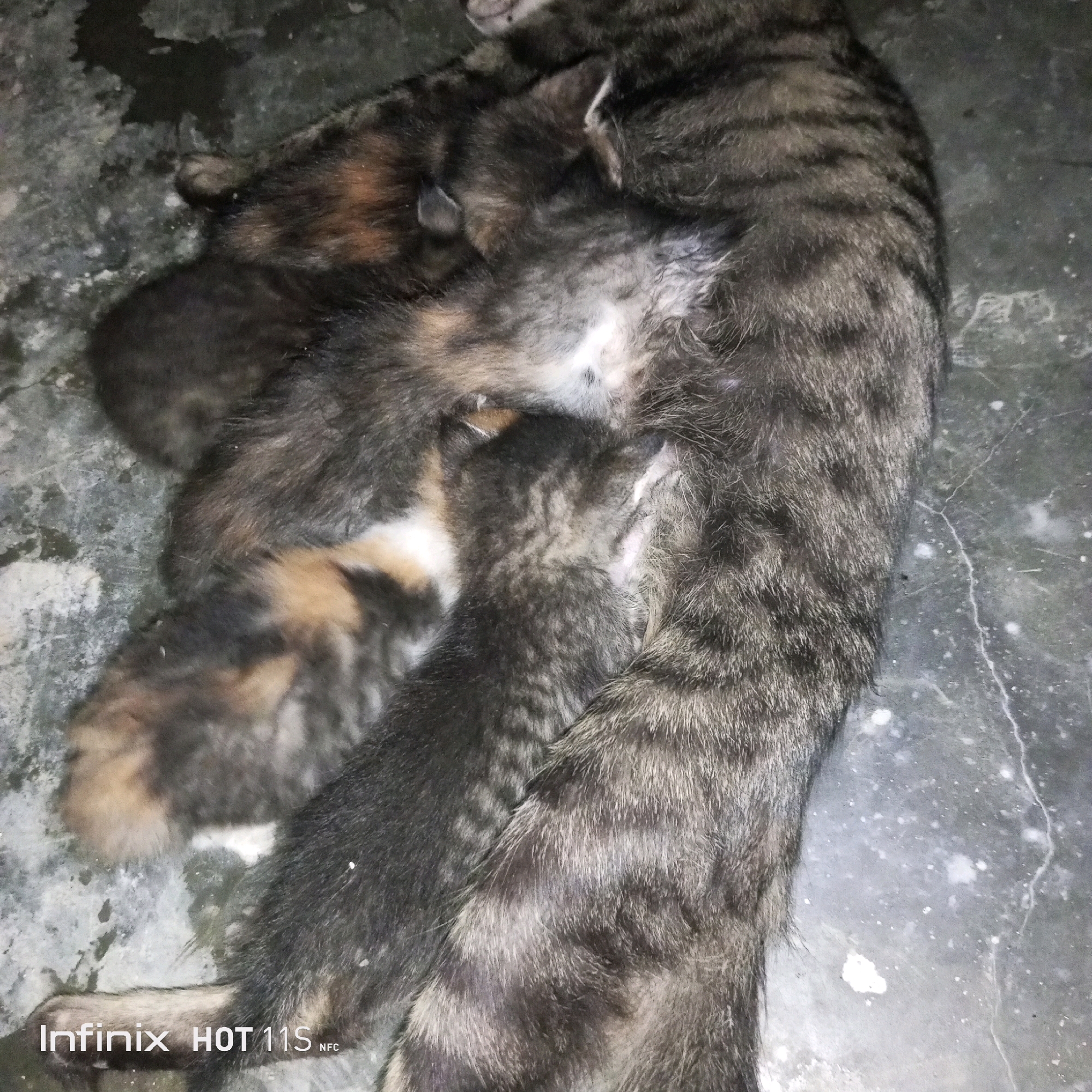 A mother cat with tabby markings lies on a grey, textured surface, possibly concrete, in Sukaslamet, Indonesia. She is nursing at least three kittens, which are nestled closely against her. The kittens exhibit varied fur patterns, with some showing tabby stripes and others patches of orange and black. The lighting is dim, and the surface appears slightly damp with some white specks scattered across it. The overall scene depicts a moment of maternal care in a simple, outdoor environment.
