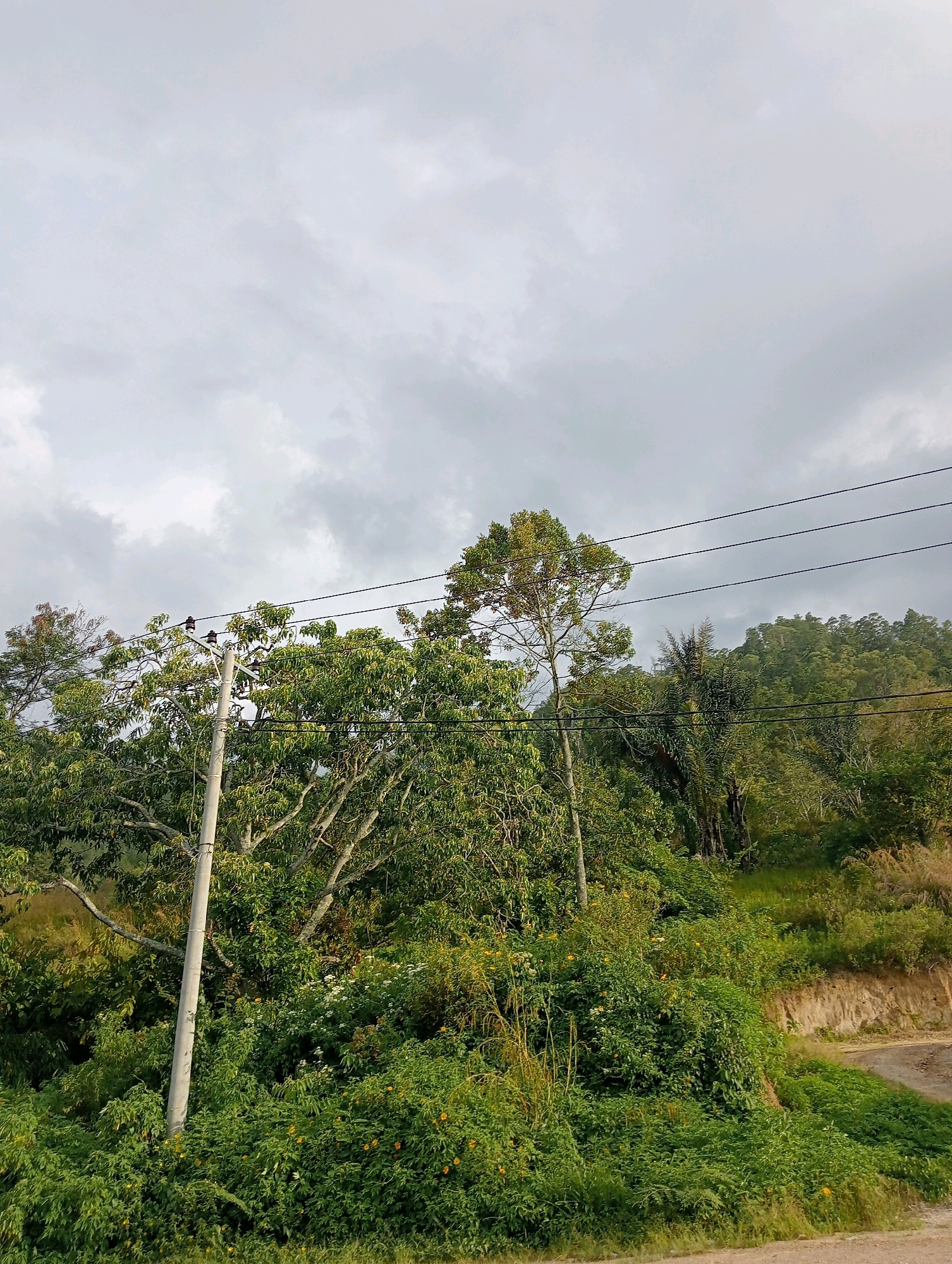 The image shows a cloudy sky over a lush green hillside in Hinalangbagasan, Indonesia. In the foreground, a tall, grey utility pole stands to the left, supporting multiple black wires that stretch horizontally across the frame. Dense green foliage, including trees and bushes, dominates the midground. Some of the trees have visible branches and leaves, while others form a thick, verdant mass. Small yellow flowers are scattered throughout the lower-lying vegetation. A dirt path is visible on the right side of the image, winding up the hillside. The background is filled with a densely wooded hill, also covered in green trees and vegetation, disappearing into the overcast sky.