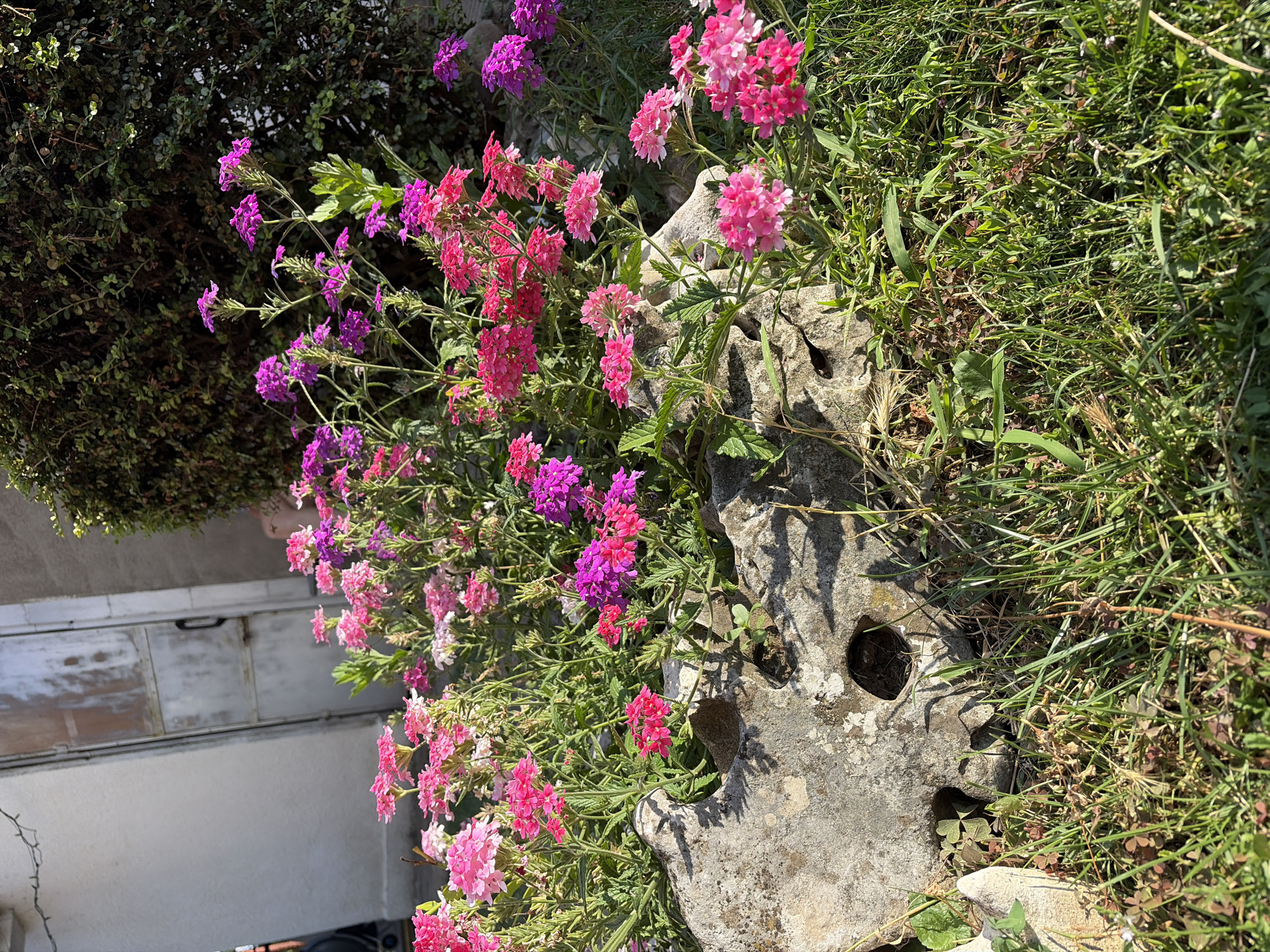 The image shows a vibrant cluster of pink and purple verbena flowers growing in and around a large, grey, porous rock. The rock appears to be placed in a garden setting, with green grass and a dense green bush visible in the background. To the left of the rock, there is a section of a white building with a weathered, metallic door. The scene is illuminated by natural sunlight, casting shadows on the rock and grass. The overall impression is one of a well-maintained garden area. The specific location in Dolni Dabnik, Bulgaria is not discernible from the image itself.