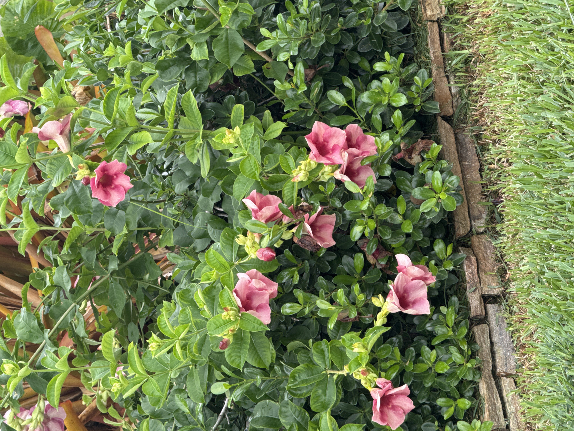 The image shows a close-up view of a lush green bush with several vibrant pink flowers in full bloom. The flowers are trumpet-shaped and have delicate petals. They are surrounded by dense foliage, with some of the leaves appearing slightly glossy. The bush is situated in front of a low wall constructed from natural, irregular-shaped stones. Beyond the stone wall, a strip of well-maintained green grass is visible. The background suggests an outdoor setting, possibly a garden or park, with hints of larger plants and foliage behind the main bush. There are no people or animals visible in the scene. The lighting suggests it is daytime.