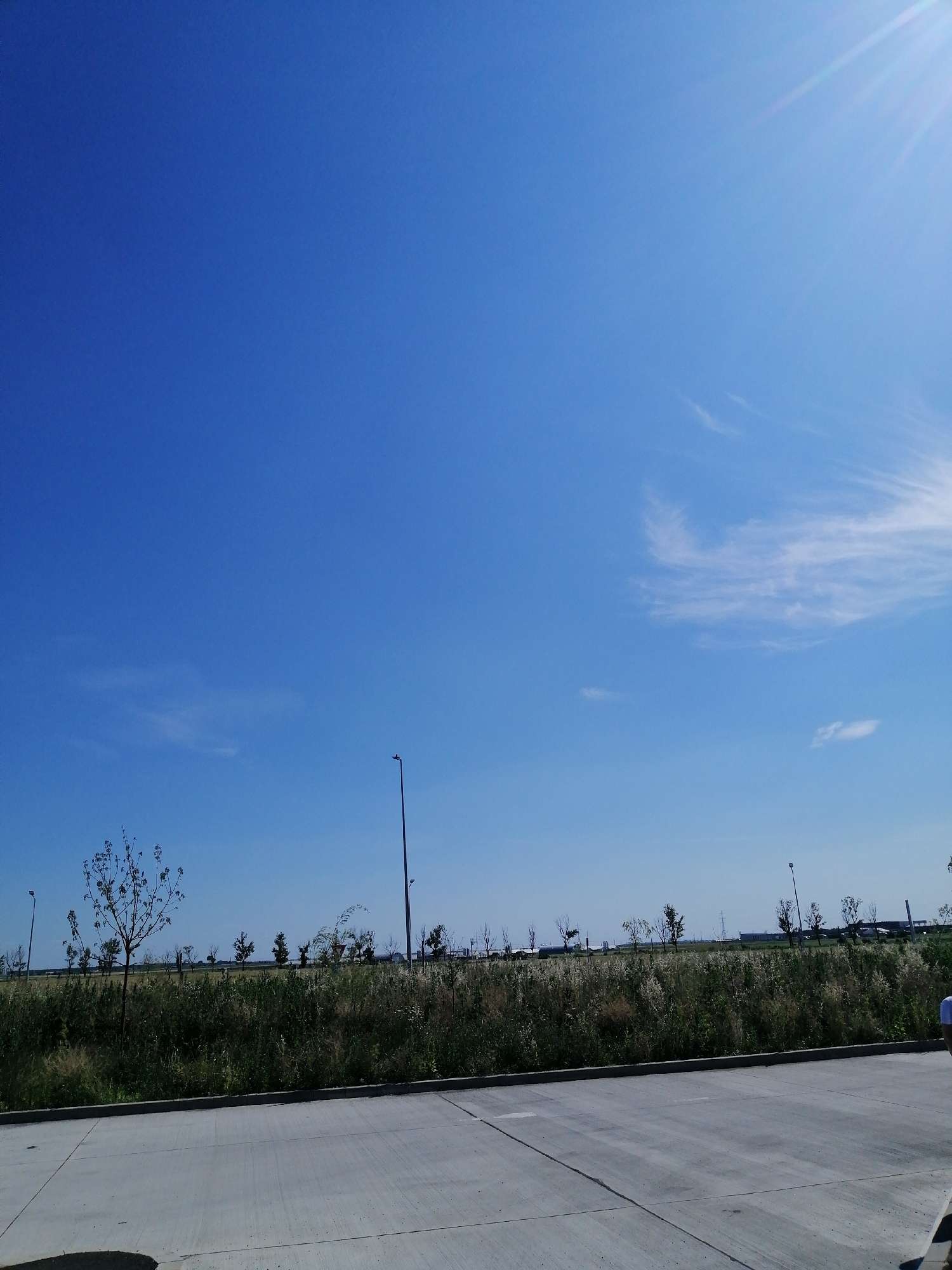 An outdoor, eye-level shot shows a bright blue sky with faint white clouds and a bright sun flare in the upper right corner. In the middle ground, a dense line of tall, dry grass and green bushes stretches horizontally across the frame. Scattered throughout this vegetation are numerous trees, some bare and others with foliage, as well as tall, slender lampposts. In the background, distant buildings and industrial structures are visible. The foreground consists of a grey concrete surface with visible seams, suggesting a road or parking lot. A person in a white shirt is partially visible on the far right edge of the frame.