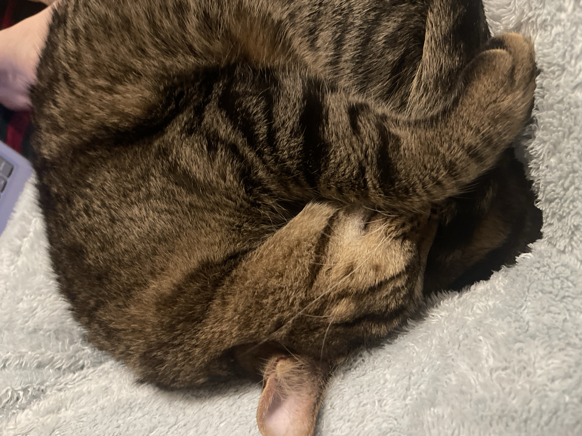 The image depicts a curled-up tabby cat sleeping on a gray, soft blanket. The cat's head is tucked into its body with one ear visible. The location is not identifiable as Varna, Bulgaria.