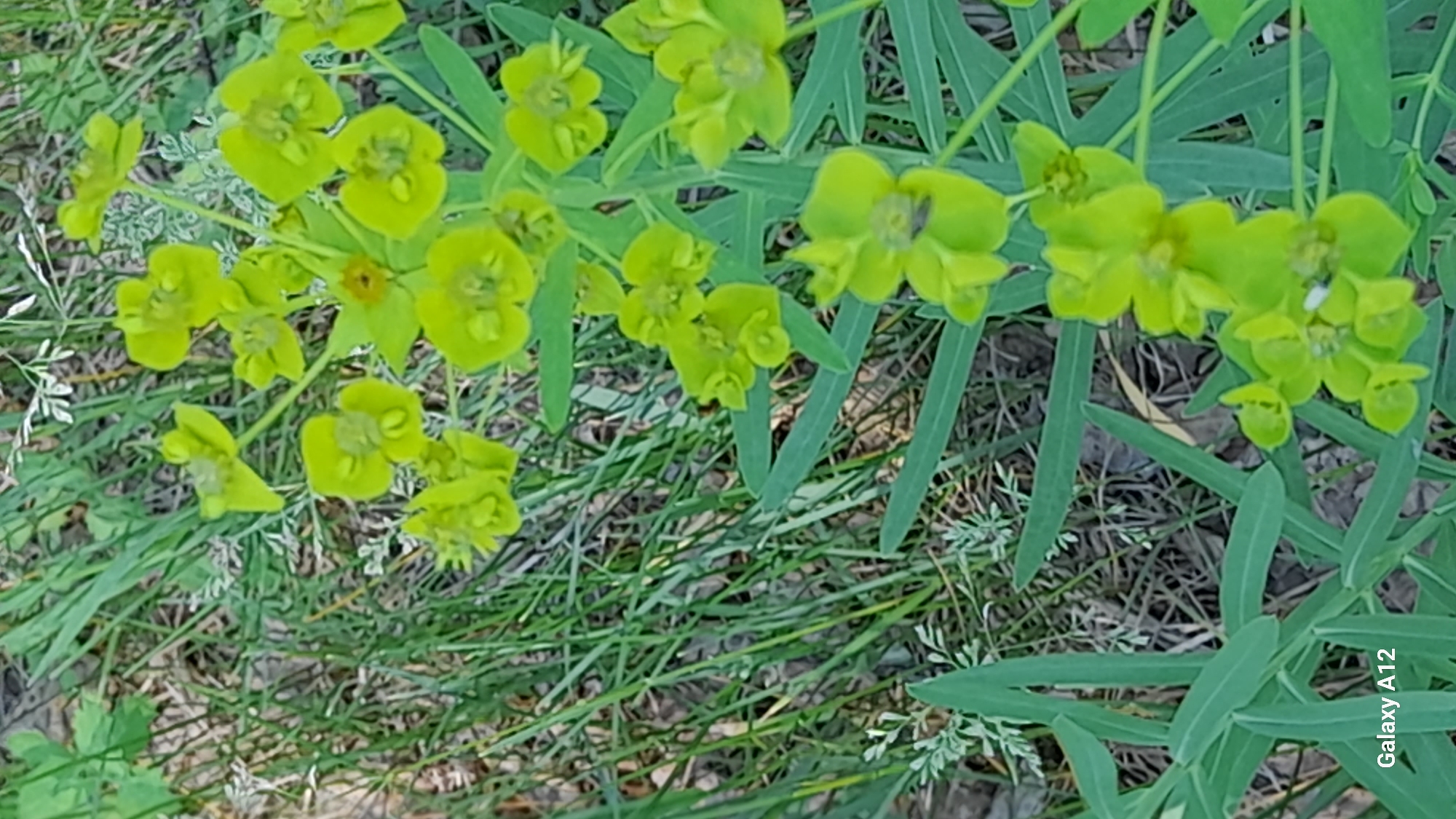 The image shows a cluster of small, bright yellow-green flowers with a single insect on one of the petals. The flowers are on a plant with long, lance-shaped green leaves, which are blurred in the foreground. The background consists of dry grass and earth, with some taller green grass blades obscuring the ground. The lower left corner of the image contains the text "Galaxy A12". The scene appears to be outdoors in a natural setting, possibly a field or roadside, in the village of Markovskiy, Russia. There are no people or animals visible other than the insect.