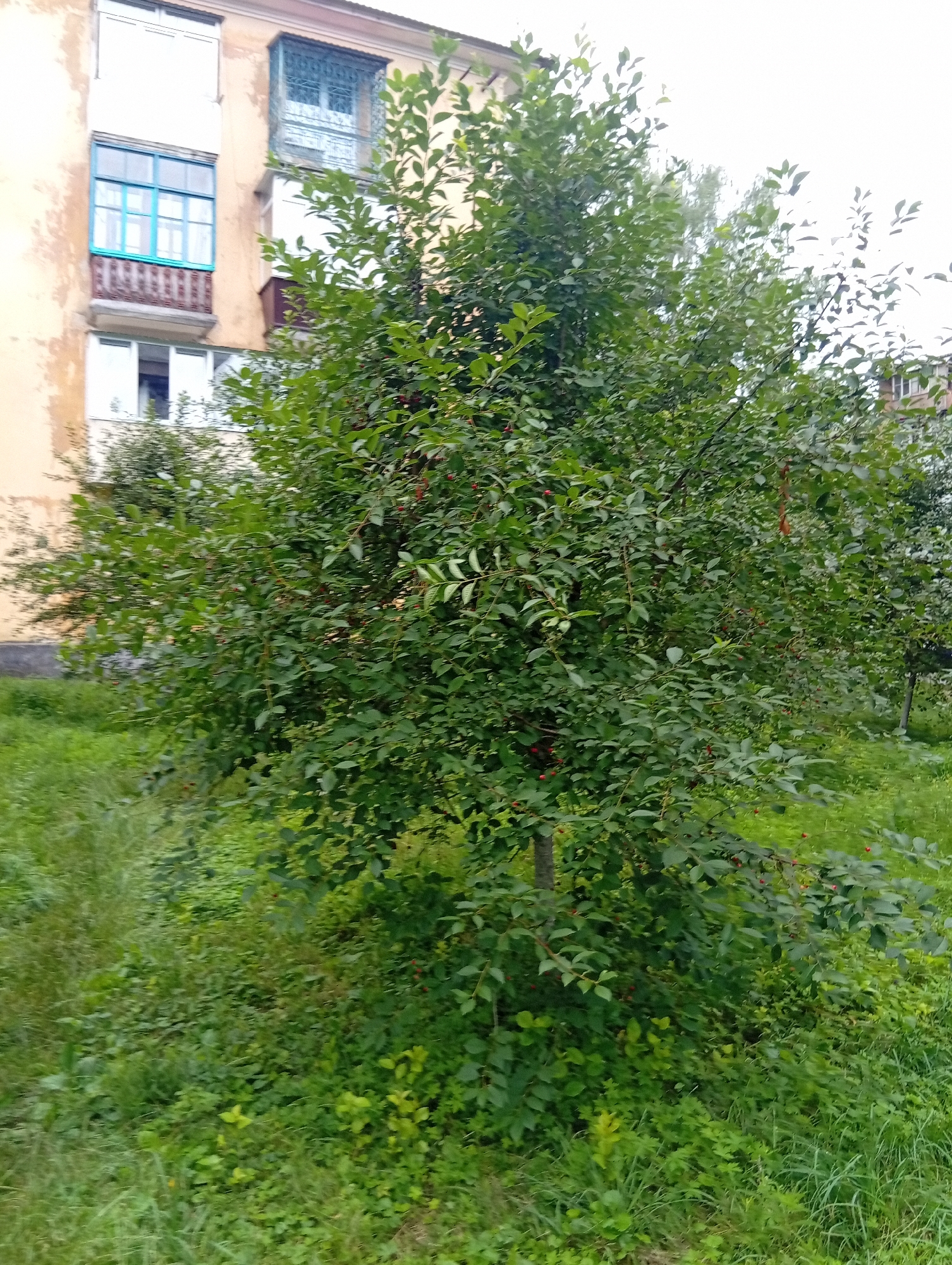 The image shows a bushy tree with red berries in front of a building with yellow and cream-colored walls. The building has multiple windows, some with blue frames and metal bars. The ground is covered with green grass and some weeds. The scene appears to be an outdoor residential area in the city of Zviahel, Ukraine. There are no people visible in the image.