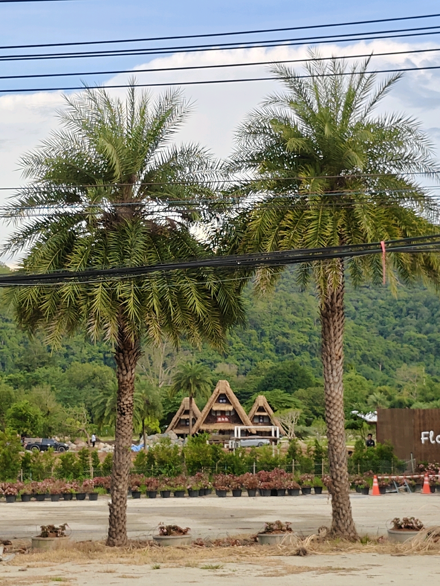 The image depicts an outdoor scene in Khao Yai, Thailand, featuring two prominent palm trees in the foreground, with their fronds reaching towards a cloudy sky traversed by multiple dark electrical wires. Behind the palm trees, a cluster of distinctive triangular-shaped buildings with thatched roofs is visible, suggesting a resort or unique architectural style. A line of potted plants in black containers stretches across the middle ground, partially obscuring a road where a black convertible car is parked. In the background, a lush, green, tree-covered mountain slopes upwards, indicating a natural, possibly mountainous, environment. A wooden fence with orange traffic cones lining the bottom is present on the right side of the image, and a portion of a sign with the text "Flo" is visible on the fence. Two individuals are faintly discernible in the middle ground, one near the car and another near the sign. The ground in the foreground appears to be a dry, dusty surface with several concrete planters containing small plants.
