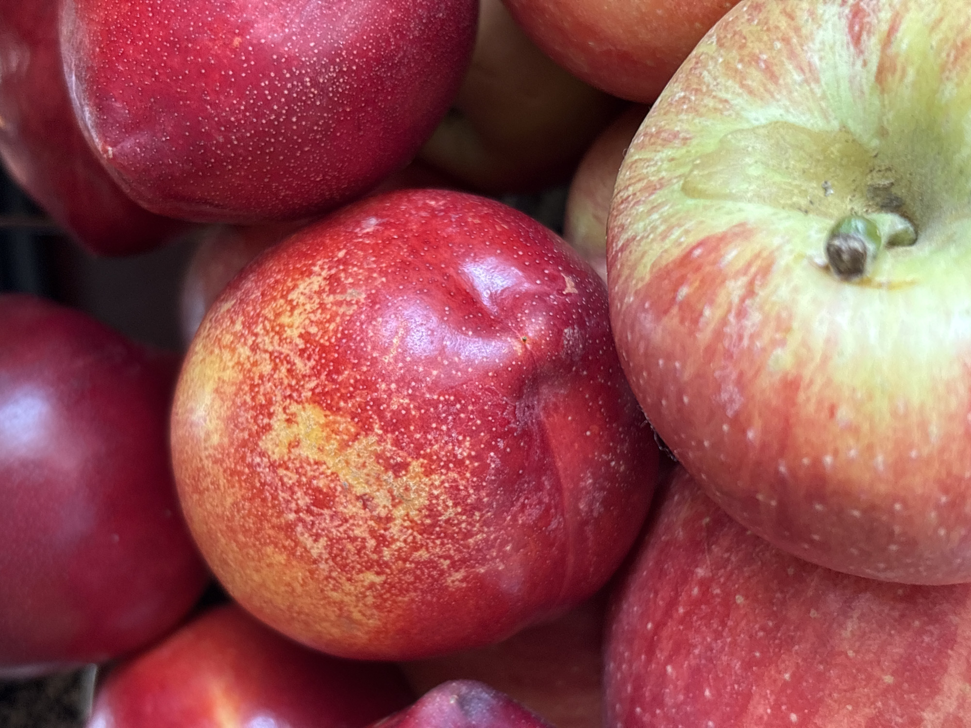 A close-up image shows a cluster of fruit, primarily red nectarines and at least one apple. The nectarines are smooth-skinned and vary in color from deep red to a mottled yellow-red. The apple is a pale red with green hues around the stem. The fruits appear to be piled together, possibly for sale or storage. There is no explicit information to infer the city of Ленинградская, Russia in the image.