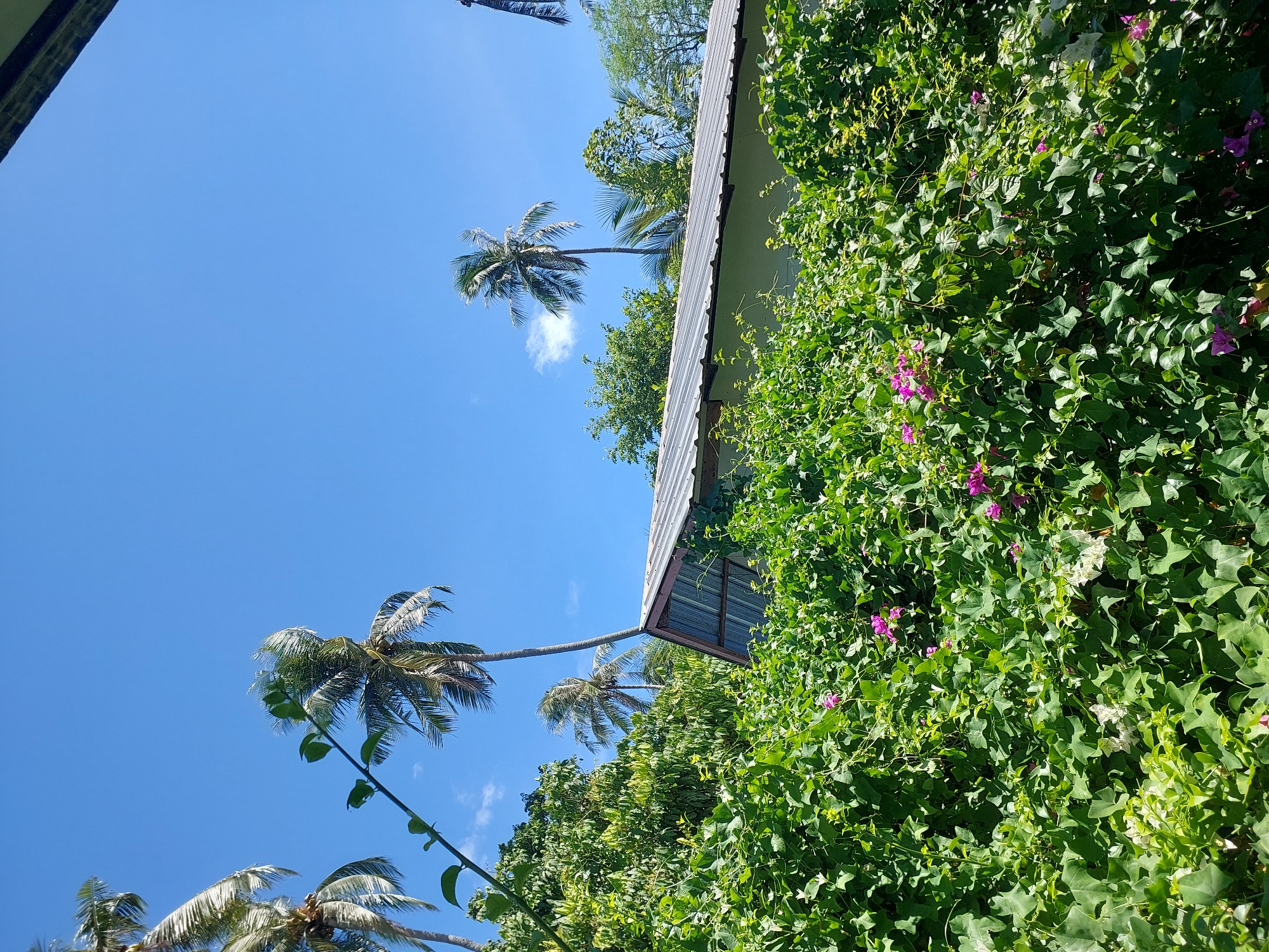 In Baan Mae Nam, Thailand, on a bright, clear day, a corrugated metal-roofed building stands partially obscured by lush green foliage. The building's white walls are visible beneath the roof's overhang. A dense cover of vines with large green leaves dominates the foreground, interspersed with clusters of small pink and white flowers. Several palm trees, some tall and slender with fronds blowing in the wind, rise above the vegetation and the building, reaching towards the vibrant blue sky. The scene suggests a tropical, outdoor environment in a populated area, likely residential or commercial given the building's presence.