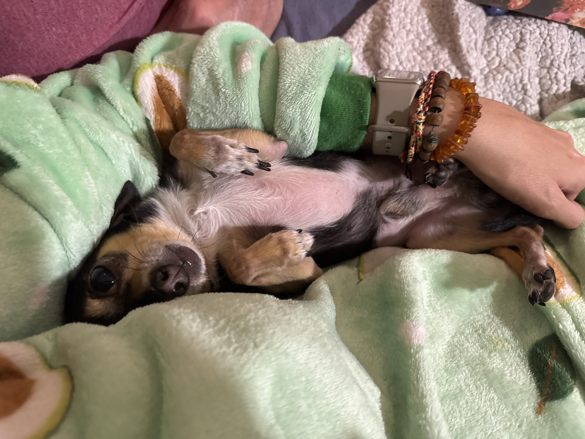A small, tri-colored dog is lying on its back on a light green blanket. A person's hand rests on the dog. The person is wearing a watch and several bracelets. The blanket has a pattern of white and brown circles. The environment appears to be indoors, on a bed or couch. There is no visible information to determine if the photo was taken in Sofia, Bulgaria.