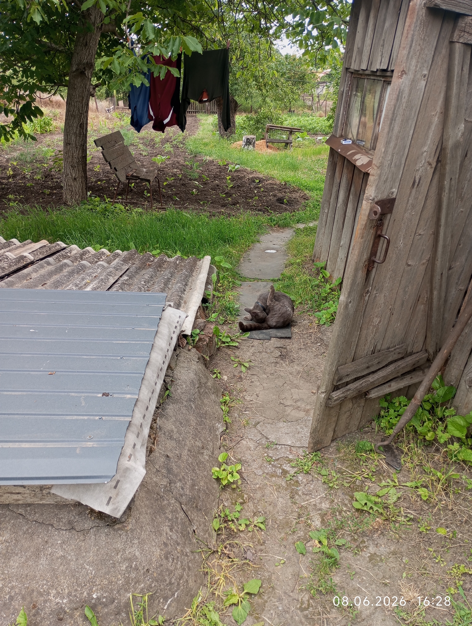 The image depicts a backyard scene in Kryvyi Rih, Ukraine. In the foreground, there is a section of a corrugated metal roof and another section of an older, weathered corrugated roof, both resting on concrete. To the right, a weathered wooden shed with a partially open door and a rusty handle is visible. A gray cat is grooming itself on a dark mat in the pathway leading towards the shed. Behind the shed, a wooden bench is situated in a grassy area with some small plants. To the left of the shed, a tree with laundry hanging from its branches is present. An old wooden chair is placed beneath the tree. The ground is a mixture of dirt, grass, and a paved walkway. The overall environment appears to be a rural or semi-rural setting. A date and timestamp, "08.06.2026 16:28", is overlaid on the bottom right of the image.