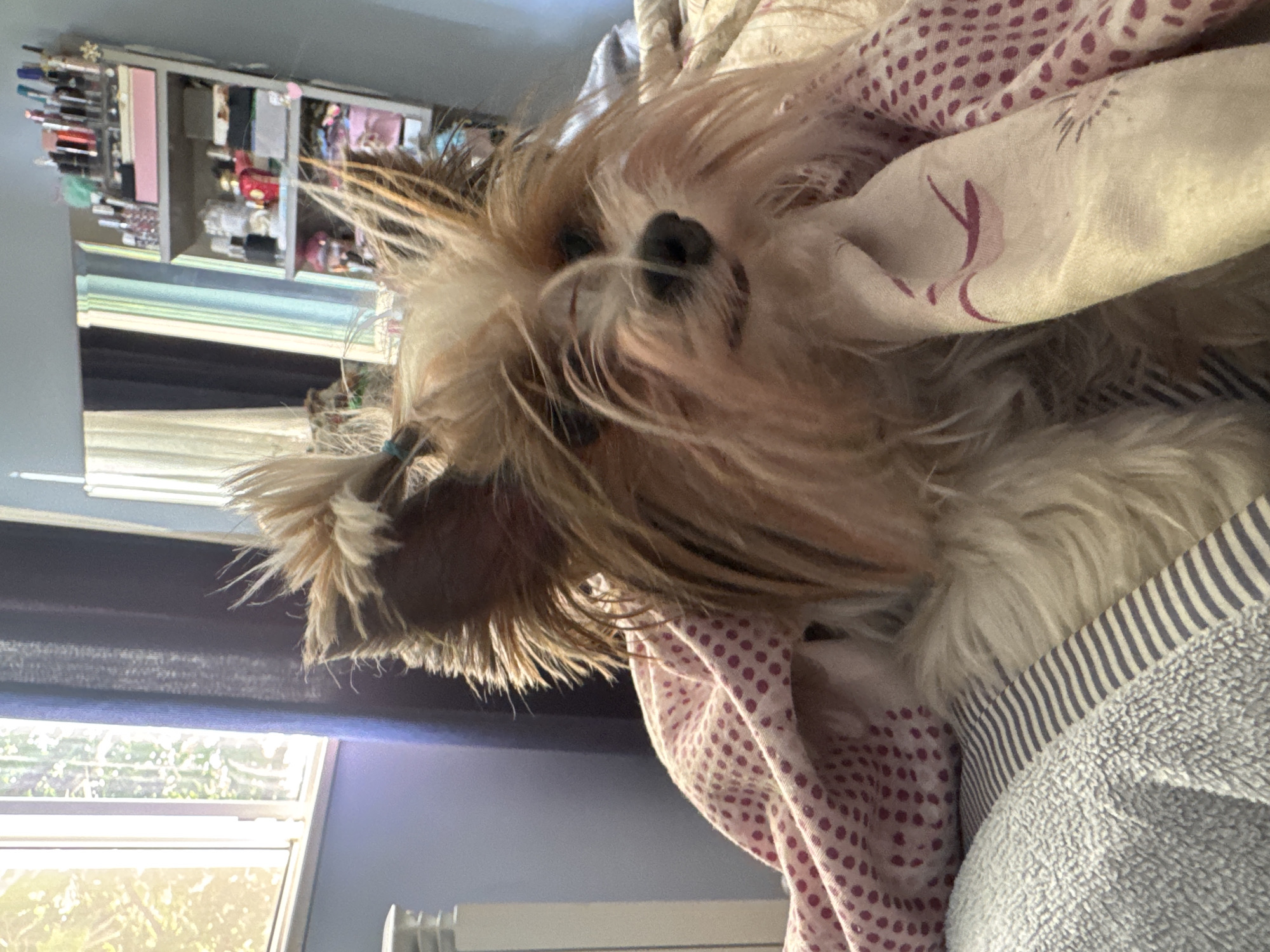 A medium-shot, rotated image features a small, fluffy, long-haired dog lying among various bedding items. The dog has light brown and white fur with a short ponytail tied near its face. Its head is partially obscured by a patterned scarf and its nose is visible. The bedding consists of a light pink, polka-dotted blanket, a striped fabric, and a gray towel. A window and part of a white radiator are visible on the left. In the background, a shelving unit holds various items. The setting is indoors. There is no indication of Plovdiv, Bulgaria.