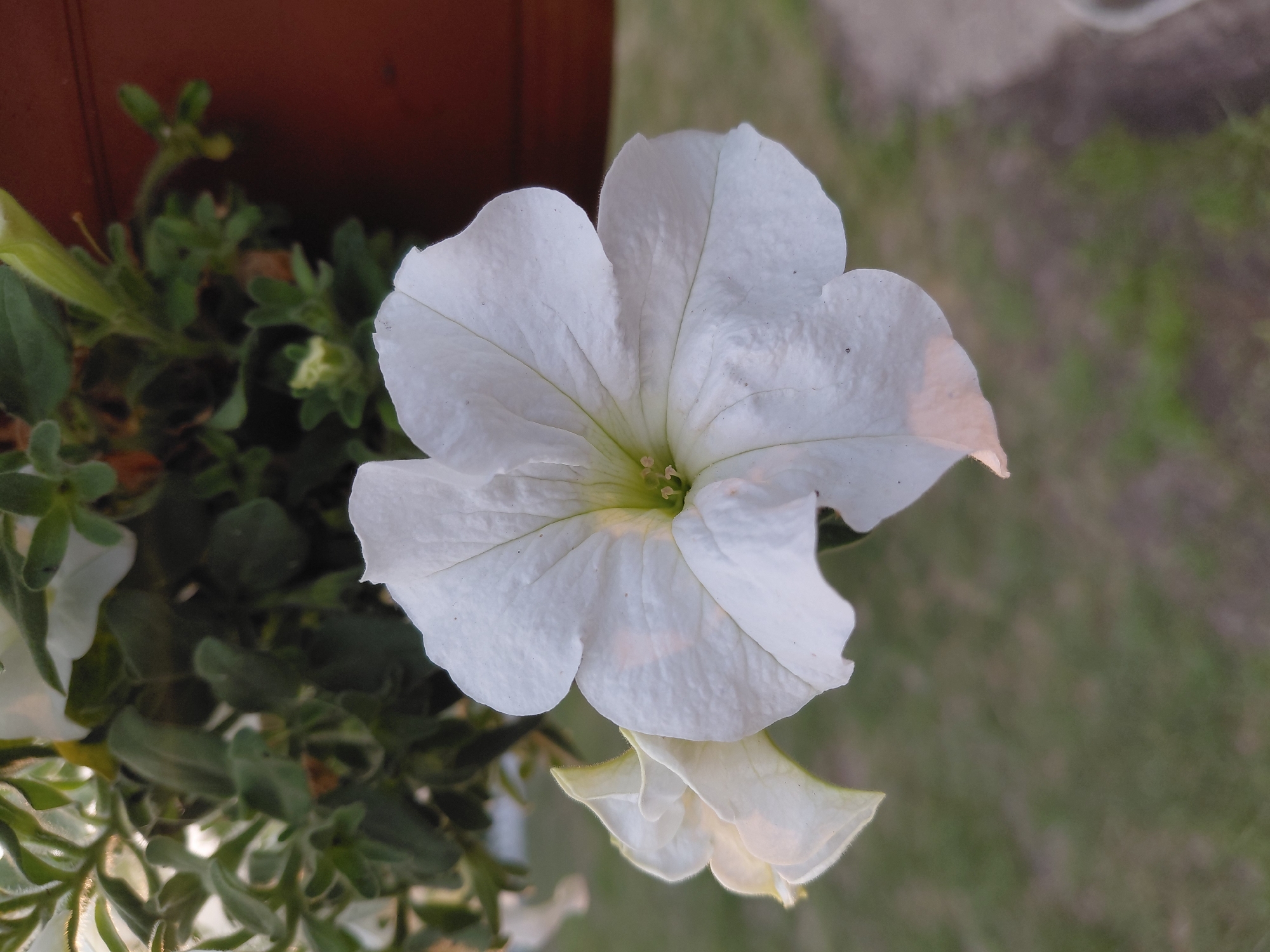 The image shows a close-up of a white petunia flower, with another partially visible white petunia to its left. The flowers are in bloom, with their petals unfurled. The background is a soft blur of green foliage and a reddish-brown surface, possibly a wooden planter. The overall lighting suggests it might be late afternoon or early morning. The context of Novo Selovo, Russia is not discernible from the image itself.