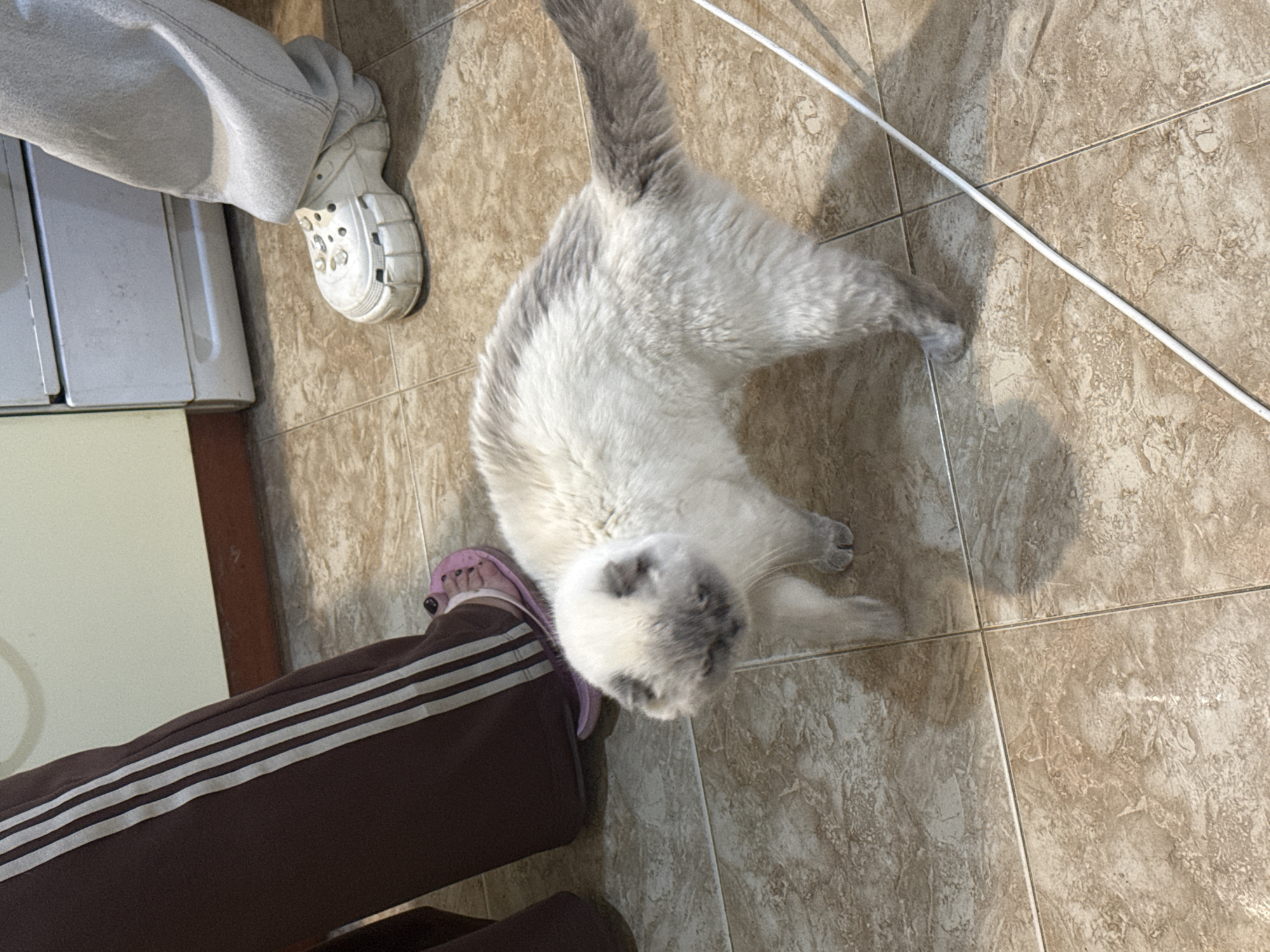 The image depicts an indoor scene with a cat and two people's legs visible. The cat, which appears to be a Scottish Fold with light-colored fur and grey markings on its face and tail, is standing on a tiled floor. Its body is slightly arched, and its head is turned towards the left, looking downwards. One person's legs are on the left side of the frame, wearing dark brown pants with three white stripes down the side and pink flip-flops. The other person's legs are on the right side, wearing light grey pants and white platform Crocs. A white cord or cable runs diagonally across the floor in the lower right portion of the image. The environment appears to be a domestic setting, possibly a kitchen or living area, with tiled flooring and a piece of white cabinetry visible in the background. There is no specific indicator of the location being in Dnipro, Ukraine.