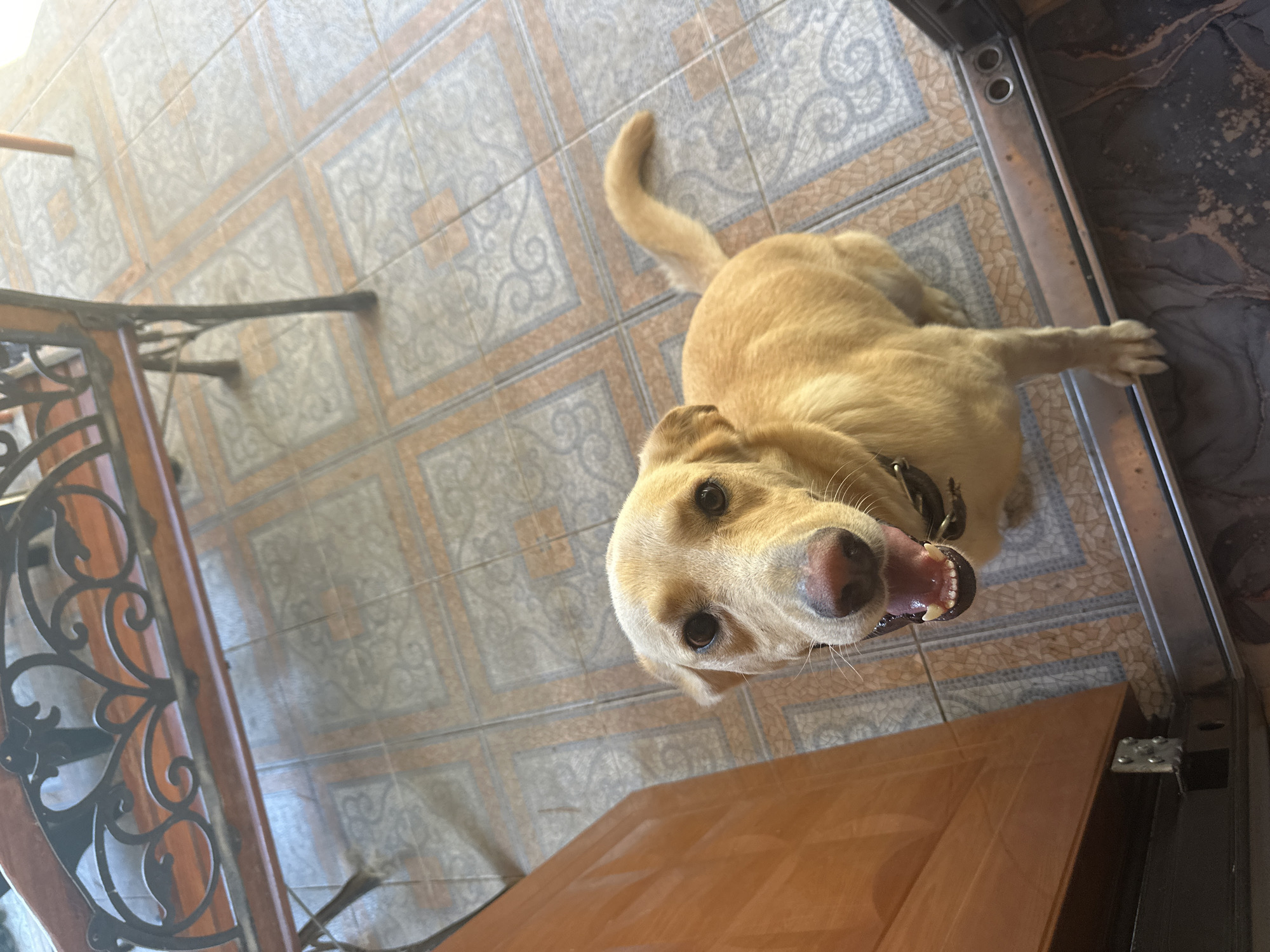 A light brown dog with its mouth open is sitting on a tiled floor near a wooden door. The dog is facing the camera, and its tail is curved upwards. Behind the dog, a bench with a decorative metal back is visible. The floor tiles are square with a pattern of lighter gray and orange. The scene appears to be outdoors or in a transitional space between indoors and outdoors. There is no indication of the city of Sochi, Russia, in the image.