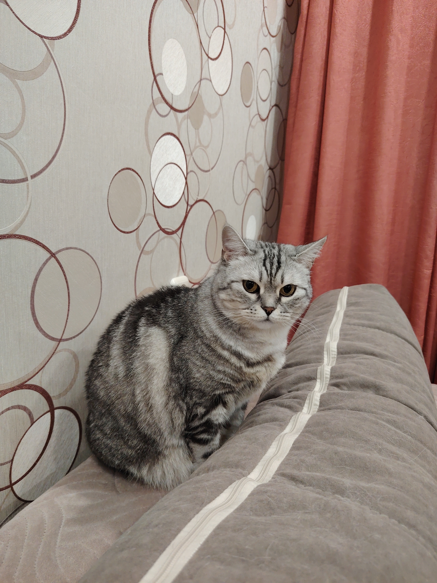 A grey tabby cat with brown eyes is sitting on a brown pillow with a white zipper. The background consists of a wall with tan wallpaper patterned with brown and white circles. To the right of the cat is a red curtain. The location and city are unknown.