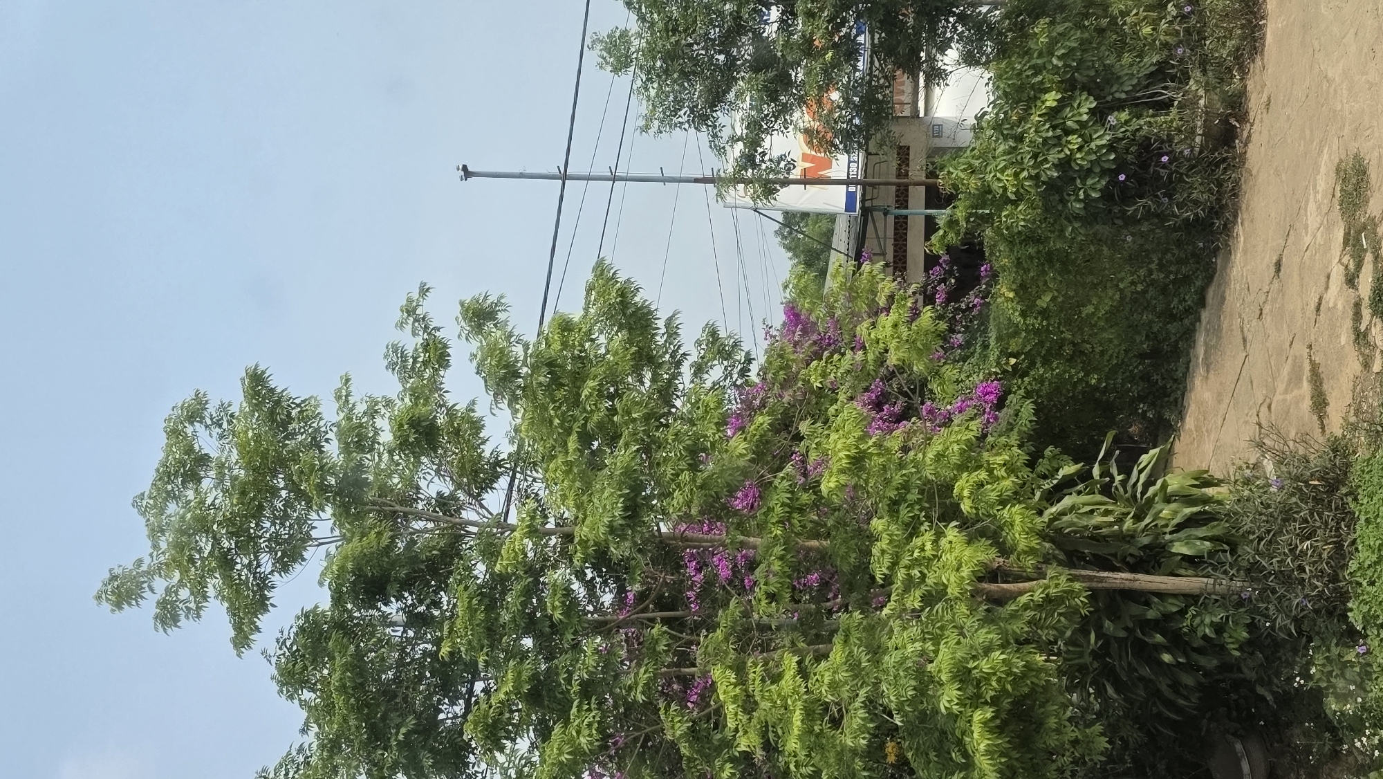 The image captures a street scene in Đăk Xú, Vietnam. The foreground is dominated by lush greenery, including trees with vibrant purple flowering vines. A power pole with multiple wires stretches across the frame toward the sky. Behind the trees, a sign is visible, partially obscured by foliage. A concrete pathway runs along the right edge of the image, bordered by more vegetation. The sky is a pale blue, suggesting daytime.