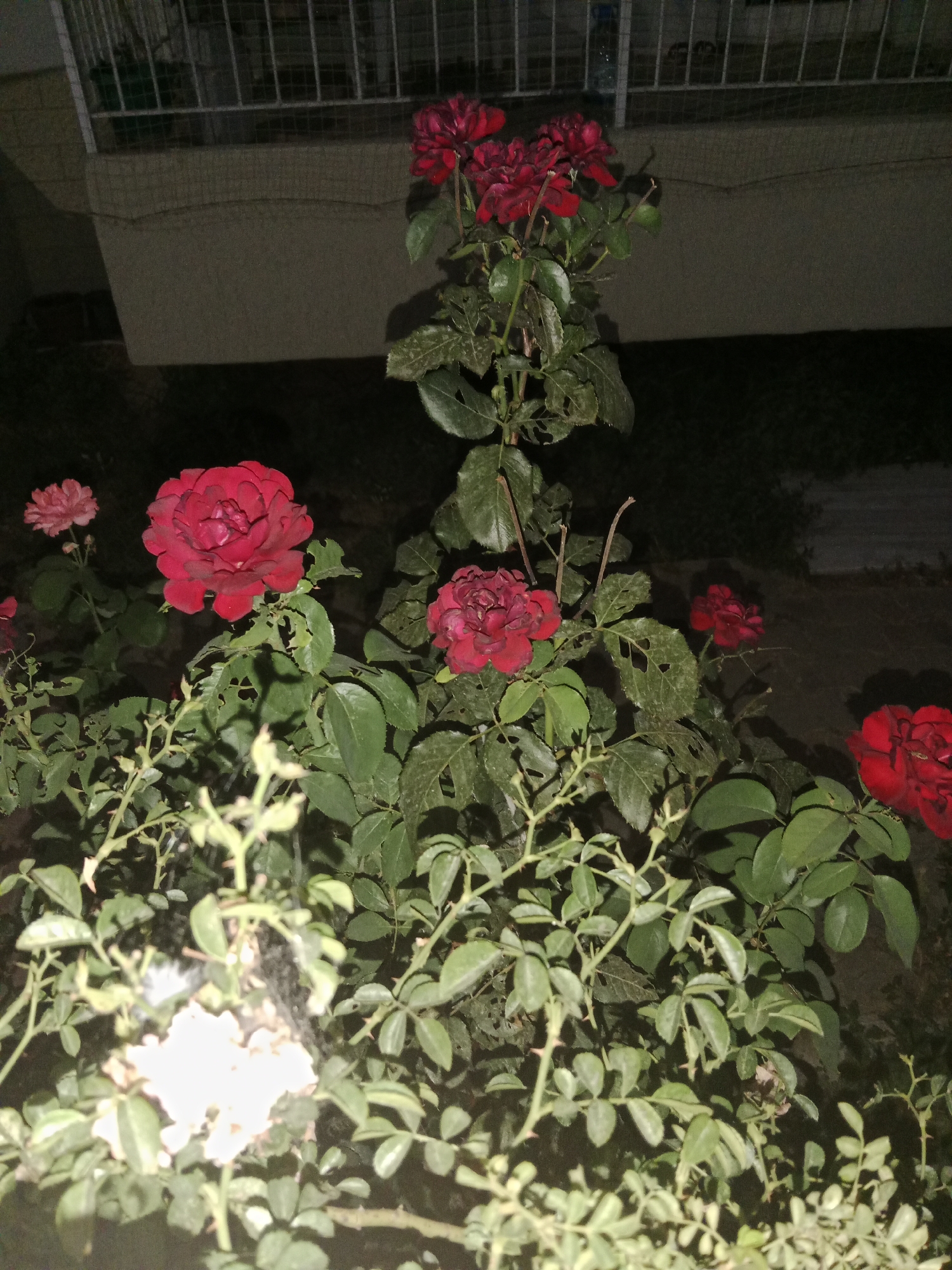 A cluster of red roses is blooming at night in Karşıyaka, Turkey. The roses are a deep red color, with some appearing darker due to the low light conditions. The plants have green leaves and thorny stems. In the foreground, a lighter-colored rose bush is visible, with some of its blossoms appearing white or very pale pink and slightly out of focus. There is also evidence of a spiderweb on this bush. Behind the roses, a building with a barred window is faintly illuminated, suggesting an urban or suburban setting. The scene is dark, indicating it is nighttime, and the overall atmosphere is serene. There is no visible text in the image.