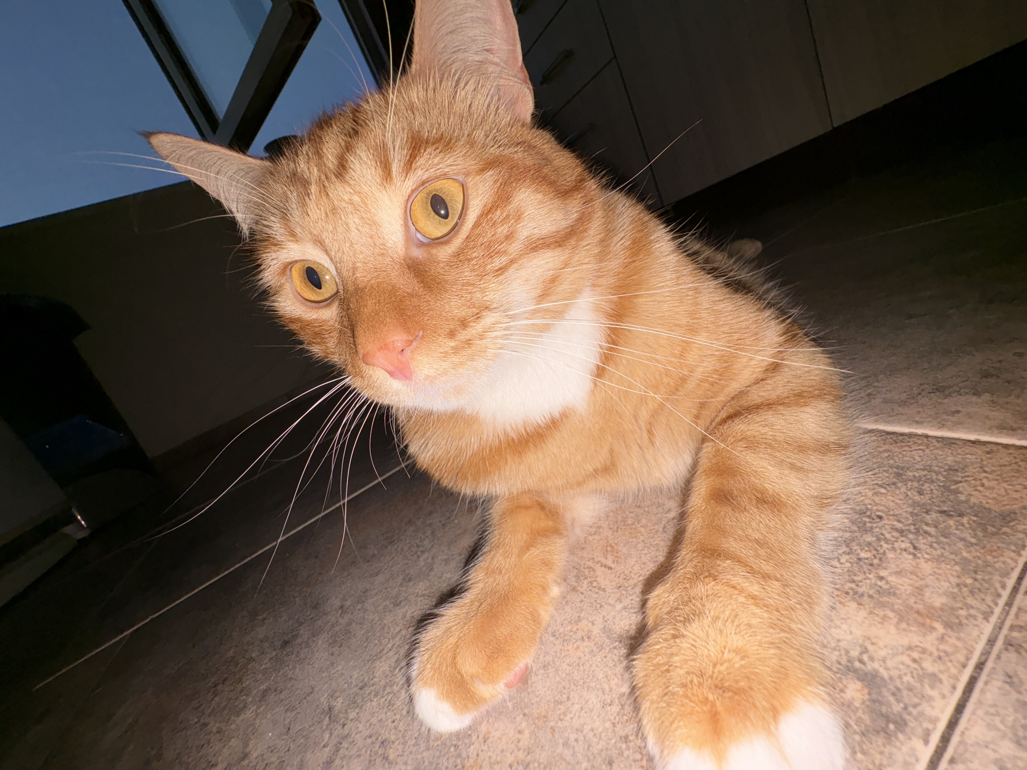 An orange tabby cat with bright yellow eyes and white chest fur is captured in a close-up, low-angle shot. The cat's ears are perked, and its whiskers are prominent against a dark background. The cat is lying on a tiled floor, with its front paws extended towards the camera. One paw clearly shows white fur on its toes. The environment appears to be indoors, possibly a kitchen or living area, with hints of cabinetry and a window with a blue sky visible in the upper left corner. The image was taken in Vratsa, Bulgaria.