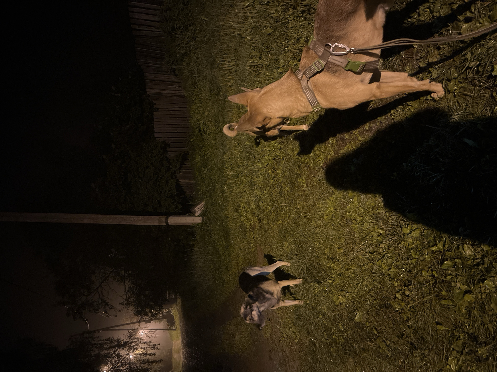 The image depicts an outdoor scene at night, with two dogs in focus. The ground is covered in grass, appearing somewhat damp. To the left, a dog with tan and black fur is standing and looking to the left. In the foreground to the right, another dog, primarily tan, is seen from behind, wearing a harness and attached to a leash. This dog is facing towards the other dog. A person's shadow is cast on the grass in the foreground, indicating their presence. In the background, there's a wooden fence, trees, and a utility pole. The overall lighting suggests a dimly lit environment, possibly due to streetlights or a foggy atmosphere. The location is described as being in the city of Nizhny Tagil, Russia.