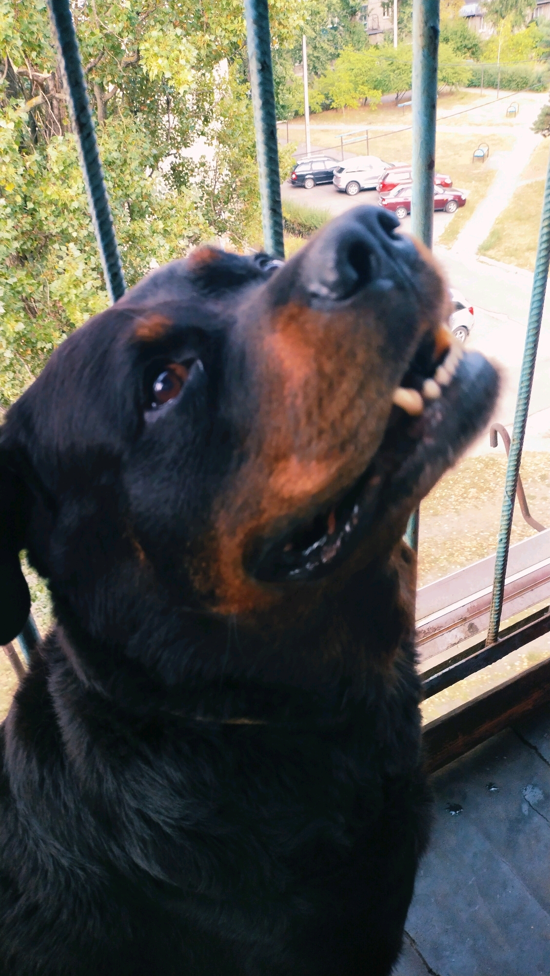 A close-up, low-angle shot captures a Rottweiler dog peering through a metal railing on a balcony in Horishni Plavni, Ukraine. The dog's snout and mouth are prominent, with its teeth visible. In the background, out of focus, are trees, buildings, and parked cars, suggesting an urban residential setting. The railing bars create a vertical pattern across the image, partially obscuring the dog and the background. The overall impression is one of a pet looking out from a balcony.