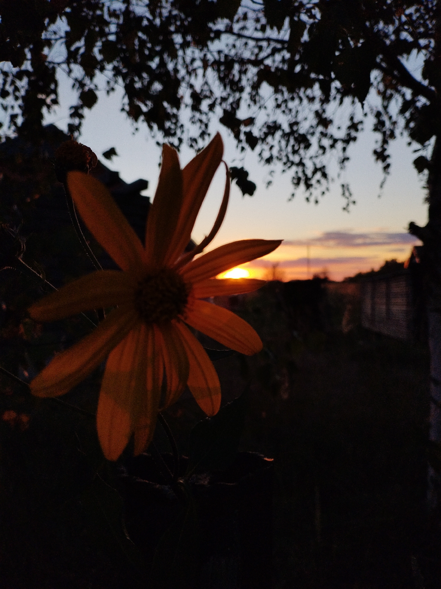 A close-up, low-angle shot shows an orange flower in the foreground, with its petals silhouetted against a sunset sky. The flower is slightly out of focus, with its center obscured by shadow. A blurred tree canopy hangs overhead, and a dark, out-of-focus background suggests a rural or suburban setting. The horizon line is visible in the distance, marked by a fence and silhouetted trees. The sky exhibits hues of orange, pink, and pale blue, indicating the sun is setting. The overall atmosphere is serene and natural. The image appears to be taken in Bialynichy, Belarus.