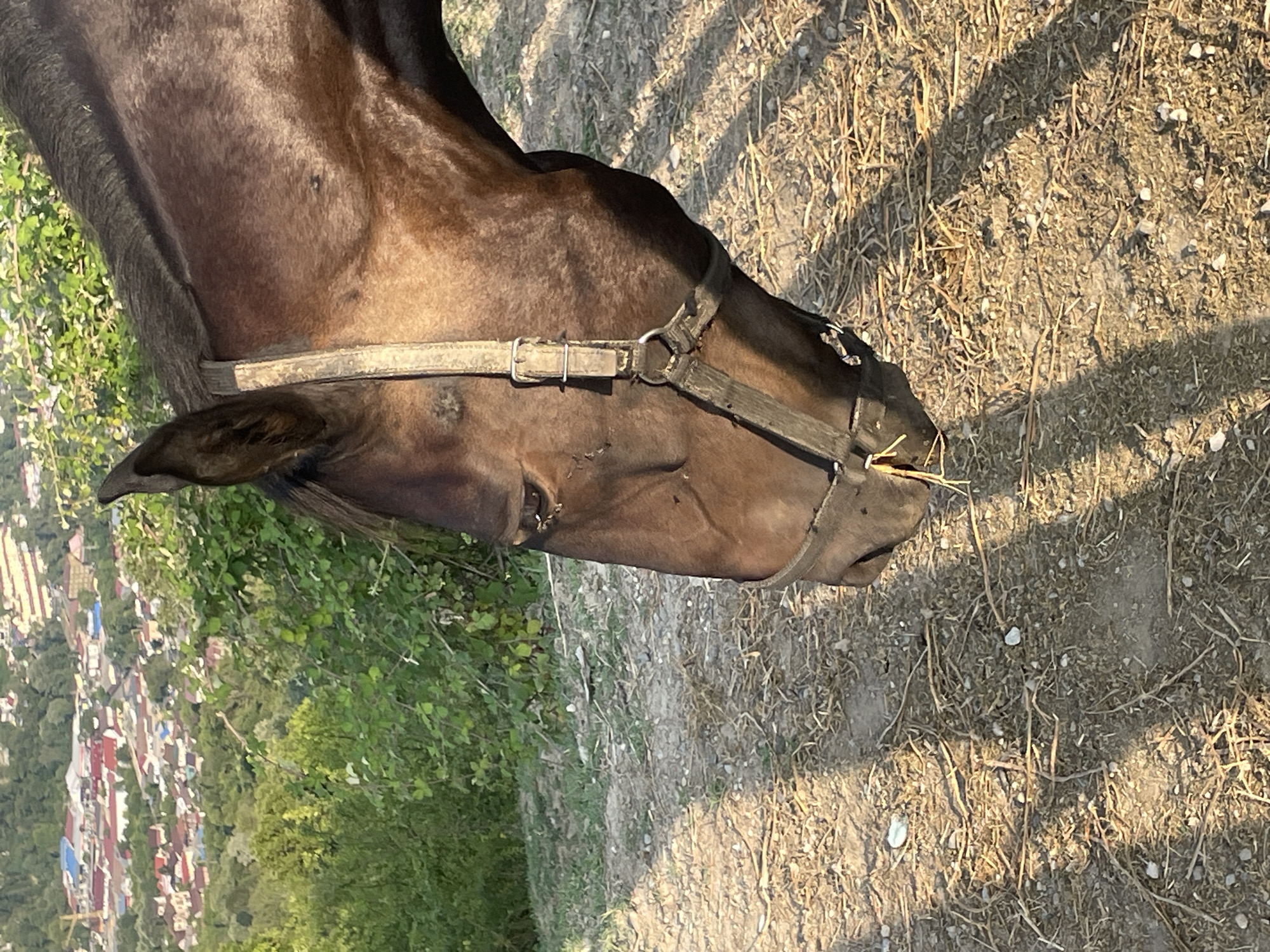 A close-up, eye-level outdoor shot features the head and neck of a dark brown horse. The horse is wearing a dark halter with a light-colored strap and metal buckle. Its head is lowered, and it appears to be eating or sniffing at some dry grass and hay on the ground. The ground is a mixture of dirt, pebbles, and dried vegetation, with long shadows cast across it. In the background, a green, leafy bush is visible, and beyond that, a sprawling town with red-roofed buildings is nestled in a valley on a hillside. The sky is clear and bright. The location is the city of Baranovka, Russia.