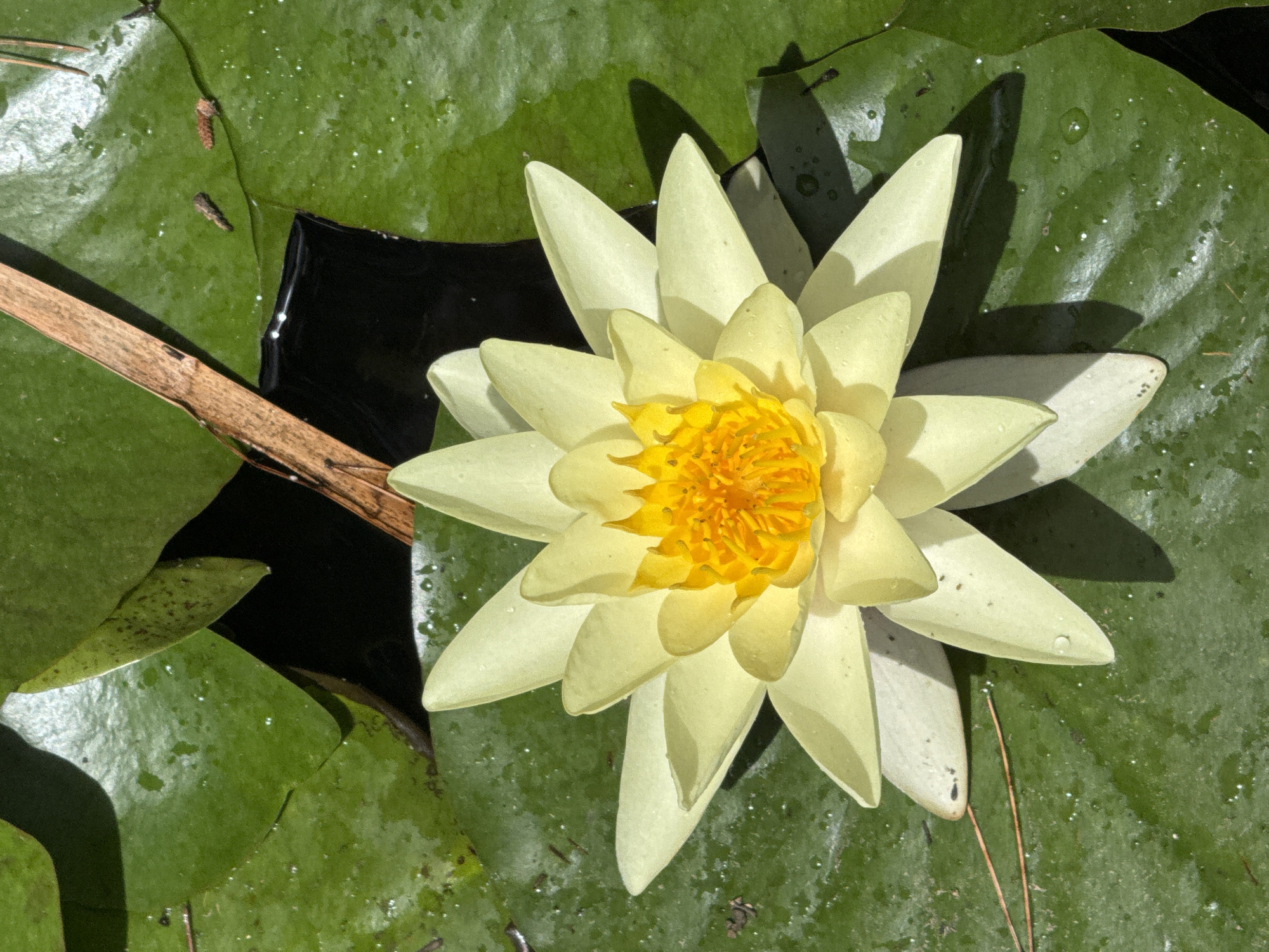 A close-up, overhead shot captures a pale yellow water lily blooming in the sunlight. The flower, with its multiple layers of delicate petals, is positioned in the center of the frame, radiating outwards. The water lily floats on a surface of large, dark green lily pads that are dotted with tiny water droplets, indicating a recent watering or the presence of dew. The lily pads are textured and slightly rippled, with some showing darker, almost black, patches where water has pooled.
To the left of the flower, a segment of a thin, brown branch or stem cuts diagonally across the image, partially submerged in the dark water. The water itself appears still and reflects the surrounding greenery. The overall scene is one of natural tranquility, likely an outdoor pond or calm body of water. The bright sunlight casts soft shadows from the petals of the water lily onto the lily pads, highlighting the flower's form and the textures of its surroundings. There are also small, dark specks visible on some of the lily pads, possibly small insects or debris. Two tiny brown, oblong objects are visible on a lily pad near the top left of the image.
The image does not contain any visible text. The time of day appears to be daytime, given the bright sunlight and the presence of shadows. The weather seems pleasant and sunny, conducive to the blooming of aquatic flowers. The location context of Gandia, Spain, suggests a Mediterranean climate, where such aquatic plants would thrive in ornamental ponds or natural water features.