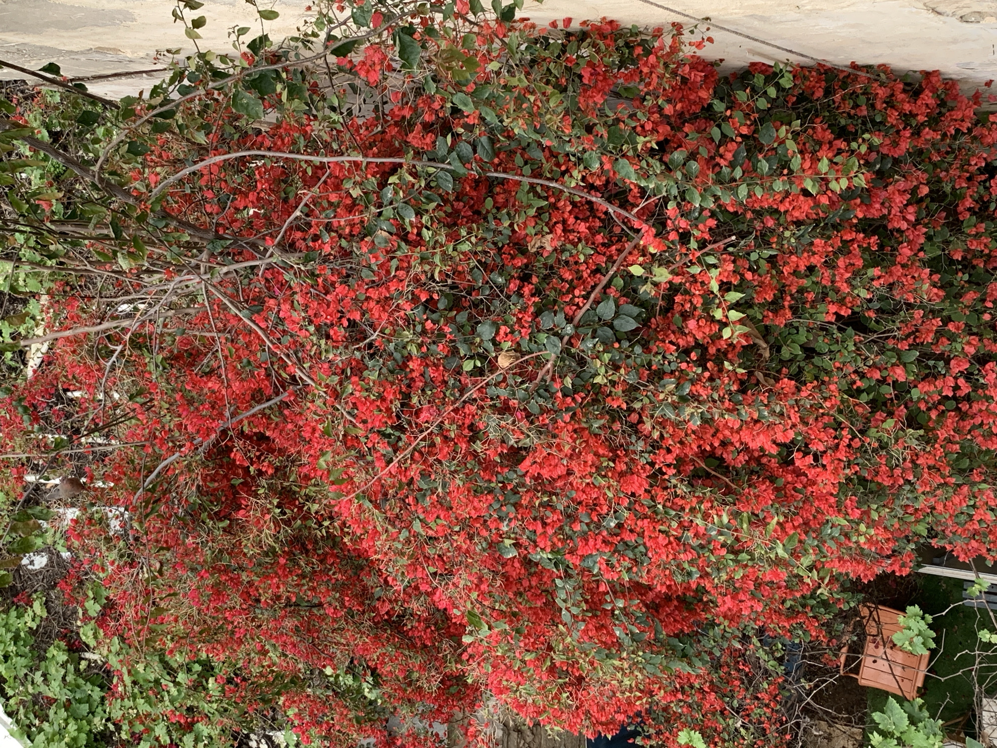 The image shows a profusion of red bougainvillea flowers and green leaves covering a structure or wall in Tel Aviv, Israel. Bare branches are visible amongst the foliage. A small terracotta-colored pot is located in the lower right corner. The backdrop appears to be a light-colored building.