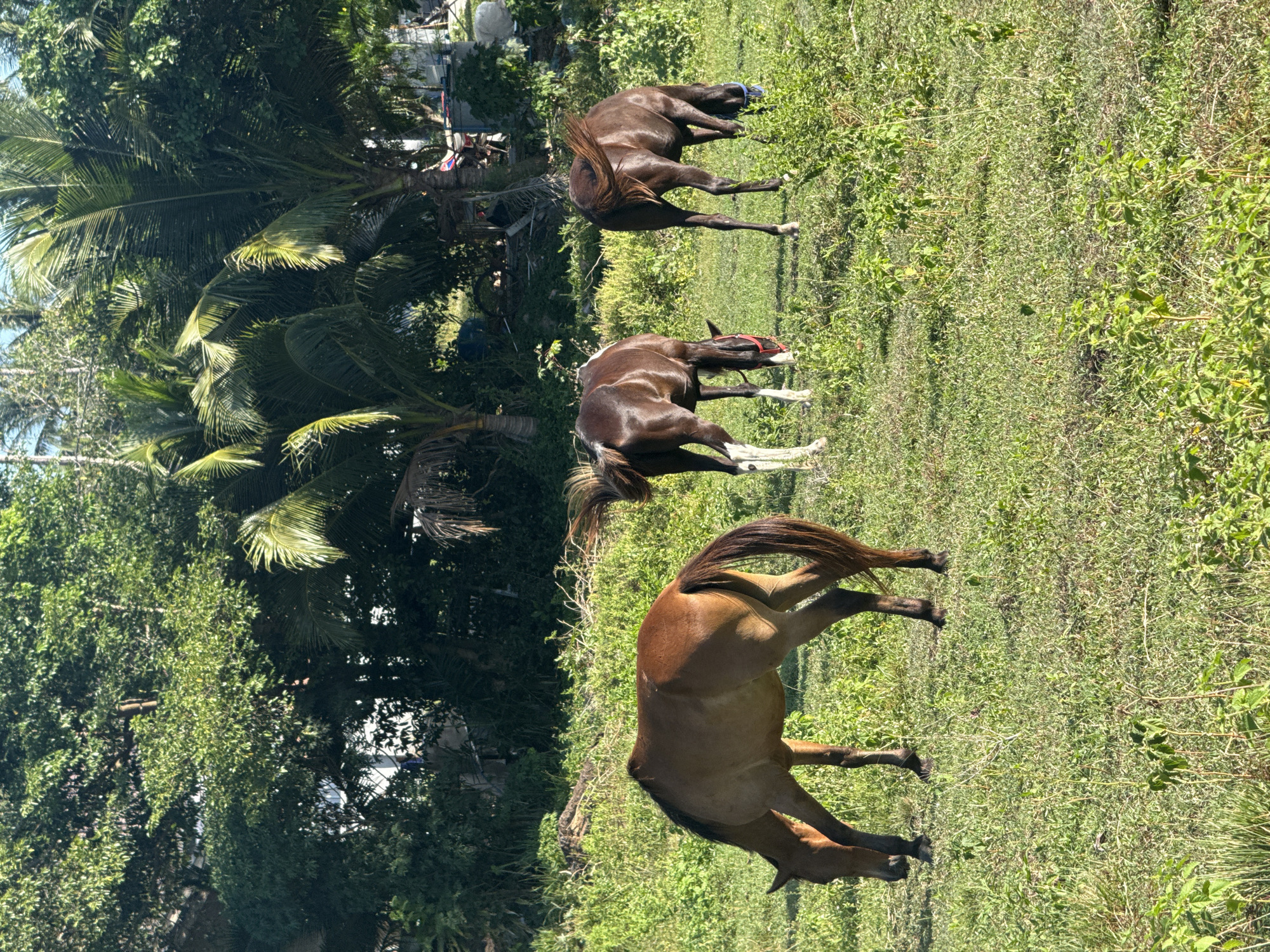 In a sun-drenched meadow on Koh Samui, Thailand, three horses graze peacefully. A reddish-brown horse, facing left, lowers its head to the lush green grass. To its right, a dark brown horse with a white blaze on its forehead also grazes, its head down. Further to the right, another dark brown horse, with a visible blue halter, dines on the vegetation. The background is a dense wall of tropical foliage, with palm trees and other greenery reaching towards a clear blue sky. The scene evokes a sense of rural tranquility, a stark contrast to the usual bustling atmosphere of the island.