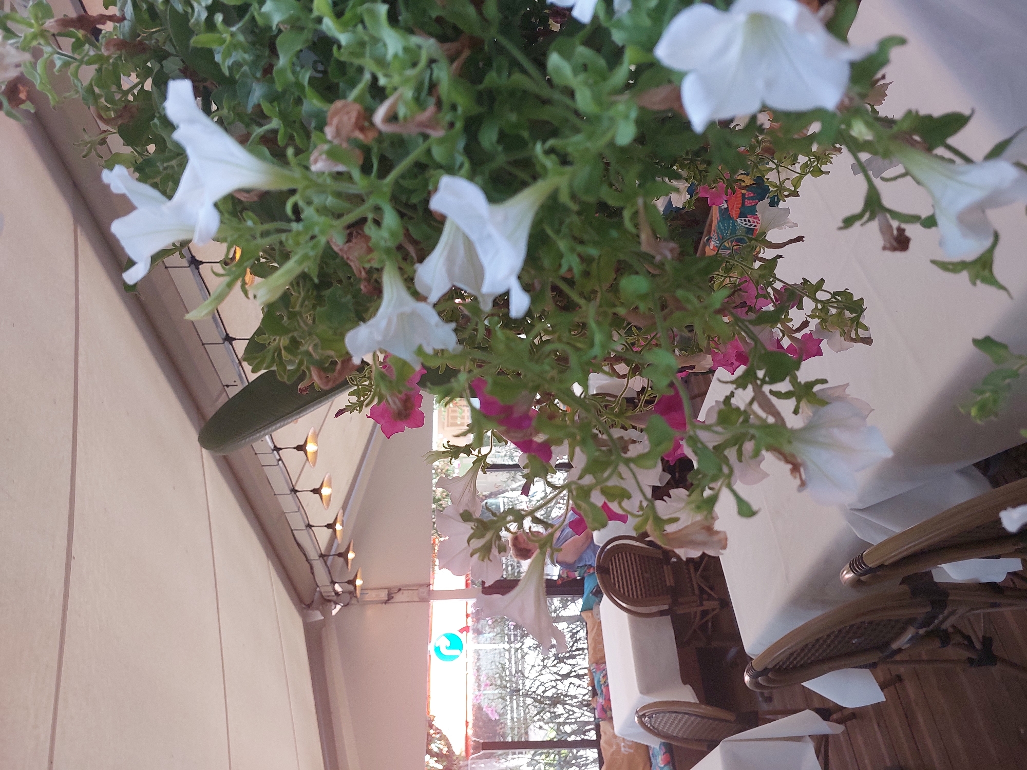 This image captures an outdoor seating area of a restaurant or cafe in Antibes, France, likely during daylight hours. The foreground is dominated by a hanging basket filled with white and pink petunias, obscuring part of the view. In the background, several tables are set with white tablecloths, and wicker chairs are arranged around them. A woman is seated at one of the tables, facing away from the camera. The seating area is covered by a light-colored awning, and overhead lights are visible. The overall impression is of a relaxed, outdoor dining environment with floral decoration.