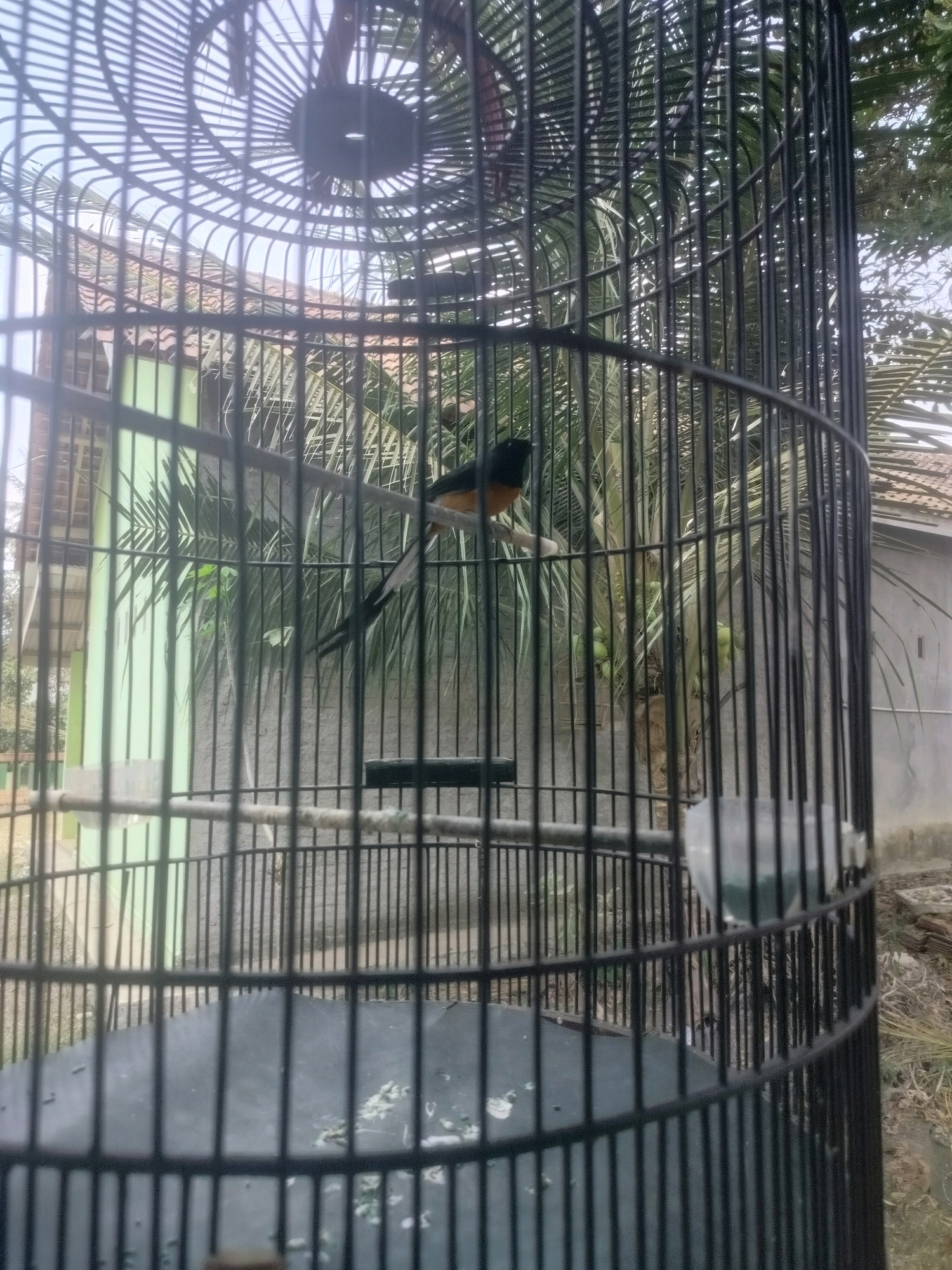 A medium shot captures a bird inside a black metal cage. The bird, with black and orange plumage, is perched on a horizontal bar. Behind the cage, a light green building with a tiled roof is visible, partially obscured by lush green palm fronds and a coconut tree bearing several green coconuts. The ground outside the cage is dry and appears to be covered in dirt and debris. The overall scene suggests an outdoor setting in a tropical environment, possibly a backyard or garden. The location is identified as Pandansari, Indonesia.