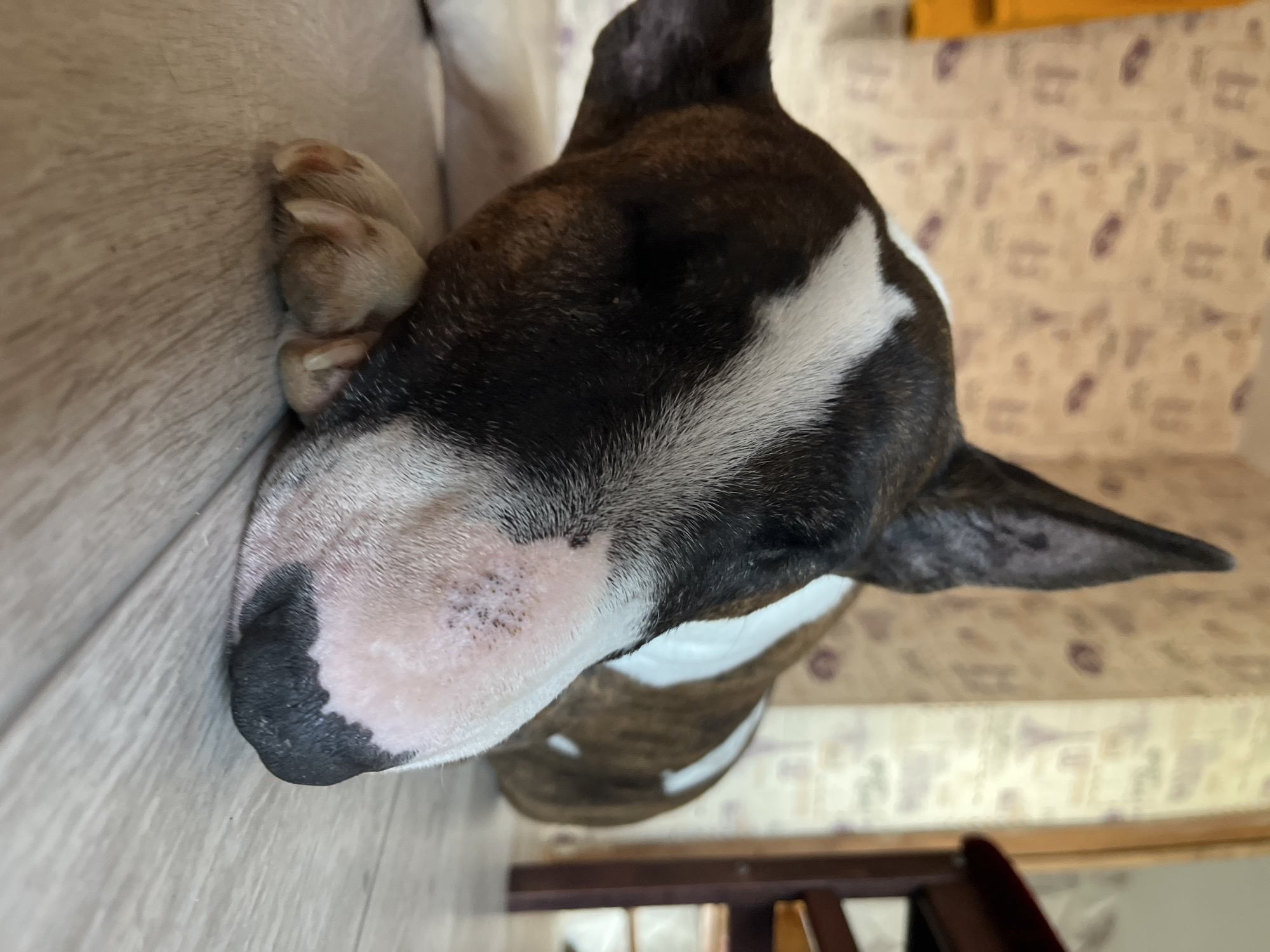 An adult brindle and white bull terrier is lying down on a light-colored wooden floor. The dog's head is resting on its paws. The background features a wall with patterned wallpaper and a piece of furniture. The lighting suggests an indoor environment, possibly a home. The location is the city of Chaikovsky, Russia.
