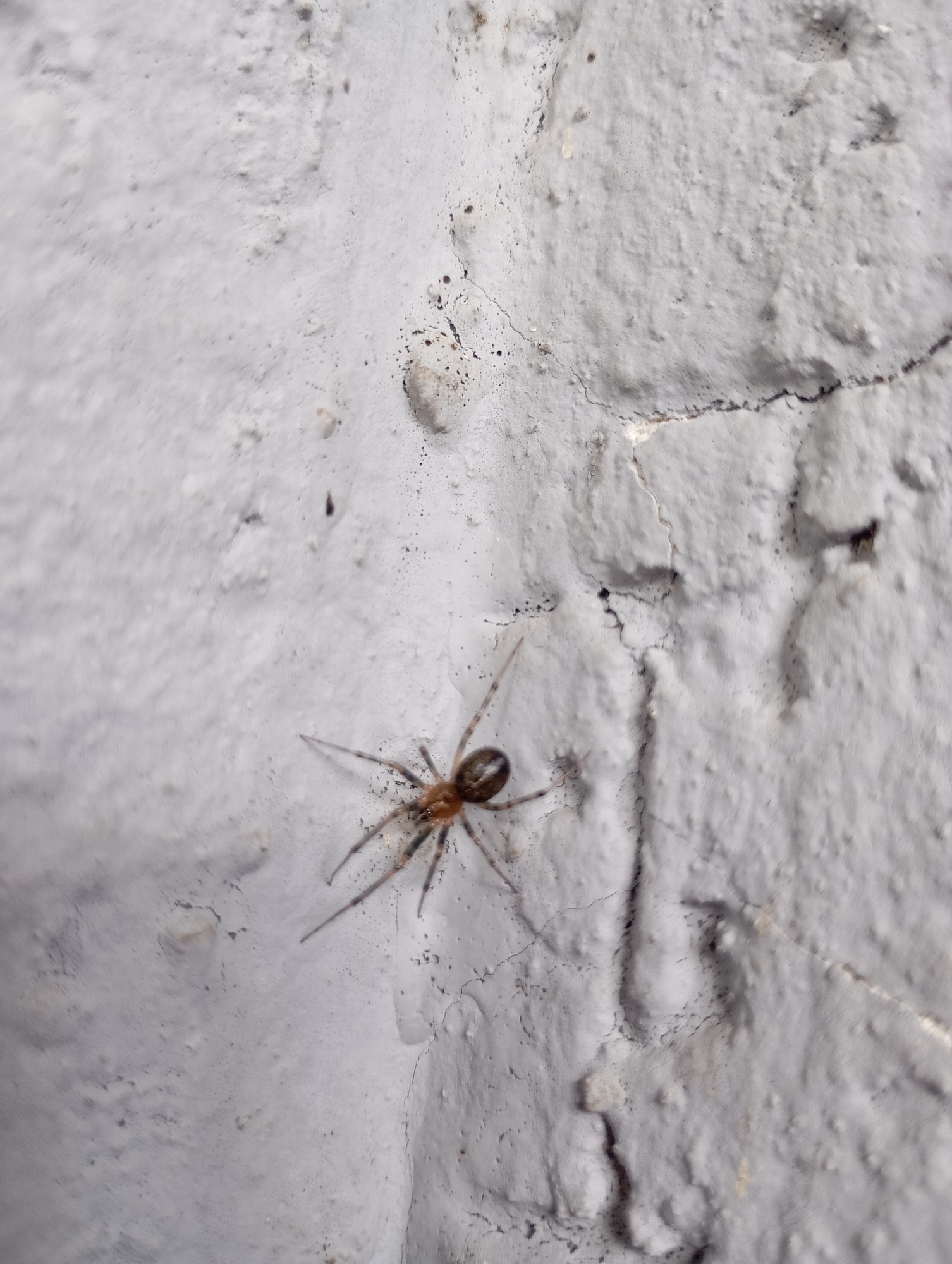 A small, brown spider with visible legs is positioned on a textured, light gray surface, possibly a painted concrete wall. The spider's body is somewhat elongated, and its legs are spread out against the surface. The background displays a rough, uneven texture with visible cracks and small imperfections in the gray coating. No specific location within Chaikovsky, Russia, can be determined from the image.