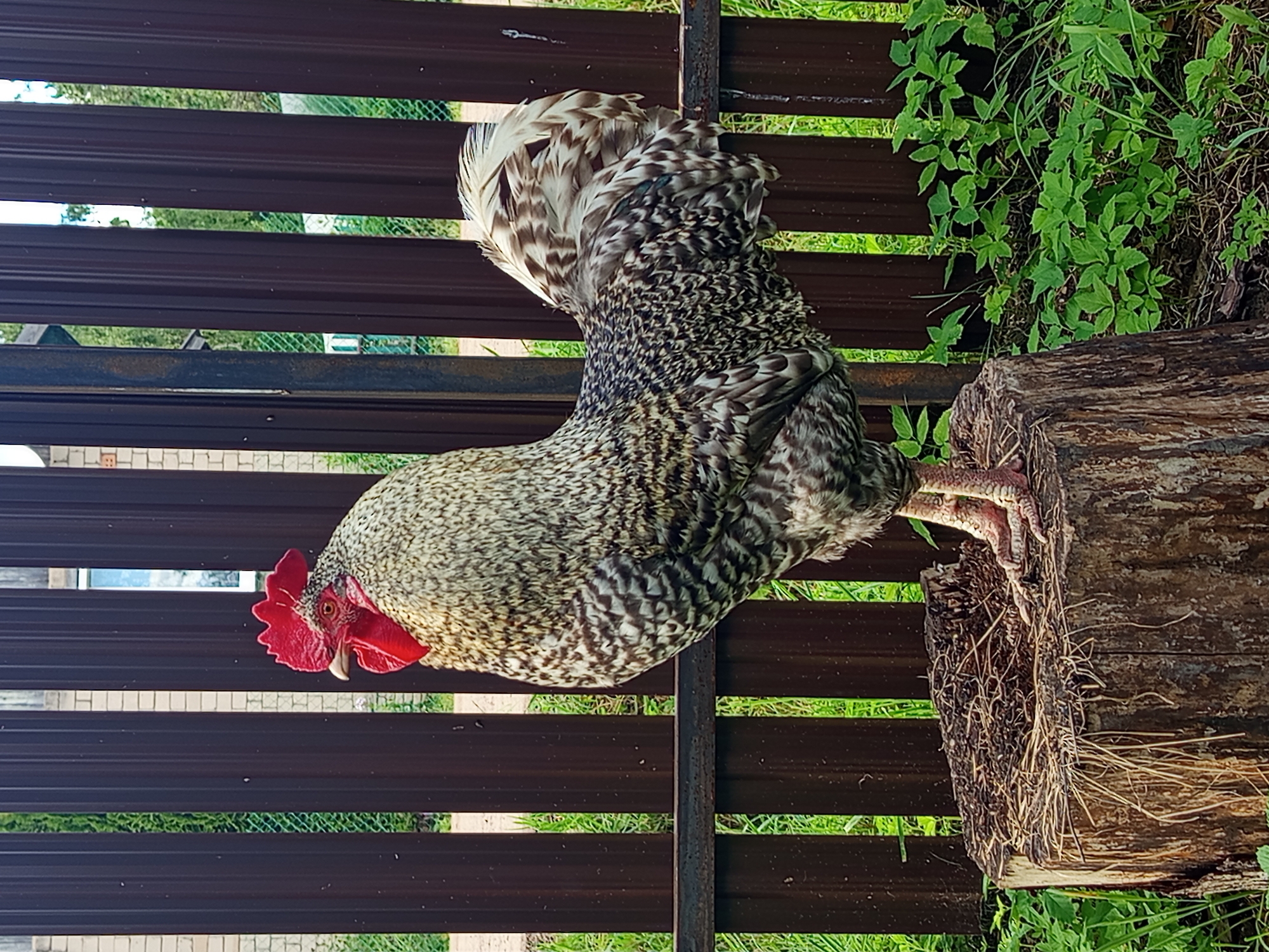 A rooster stands on a tree stump in front of a brown metal fence. The rooster is facing left, with its head turned to the left. It has a red comb and wattles, and its body is covered in black, white, and brown feathers. The tree stump is rough and weathered, and it is covered in dry grass and dirt. The fence is made of vertical metal slats, and it is partially obscured by green foliage. The background shows more green foliage and some distant buildings, suggesting an outdoor setting. The location is identified as Ostrovtsy, Russia.