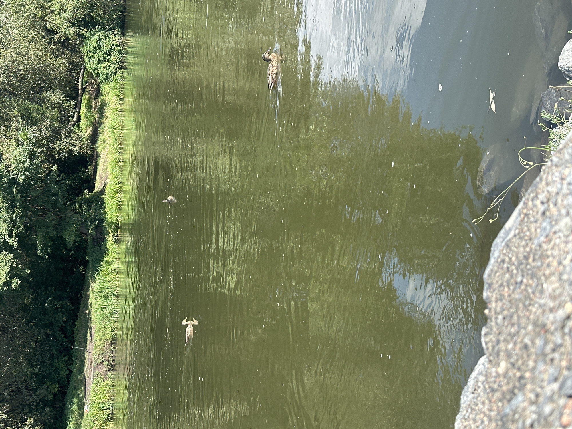 The image depicts a body of water, likely a river or lake, with lush green trees and foliage lining the bank in the background. The water is a murky green color, reflecting the surrounding vegetation and the bright sky above, which is partially obscured by clouds. Several ducks are visible swimming in the water. In the foreground, a rocky embankment occupies the lower portion of the frame, with some sparse vegetation growing near it. The overall scene suggests a natural, outdoor environment. It is not possible to determine the specific location within the city of Minsk, Belarus, from the provided image.