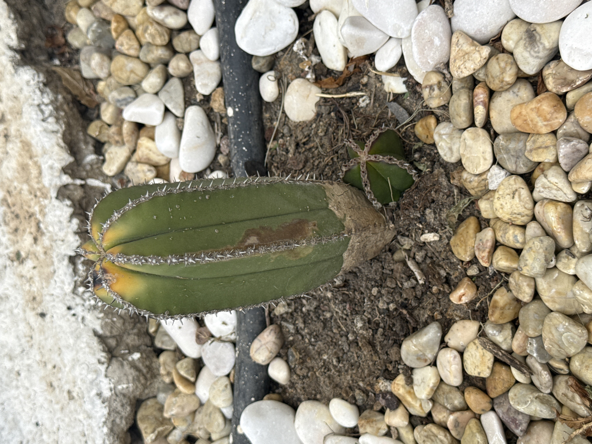 The image displays a green, ribbed cactus lying horizontally, partially embedded in soil and surrounded by pebbles. The cactus, likely a columnar variety, features prominent white spines along its ridges. There are noticeable areas of yellowing and brown discoloration, particularly towards the ends and along some ribs, suggesting stress or damage. One end of the cactus exhibits a brownish, woody texture.
The immediate ground around the cactus is a mixture of dry, dark brown soil and numerous small, smooth pebbles. These pebbles vary in color, ranging from off-white to light brown, tan, and grey, creating a decorative and functional ground cover. A black, narrow irrigation tube runs across the soil near the center of the image, suggesting a drip irrigation system.
To the upper right of the main cactus, a small, dark green succulent-like plant segment with a distinctive star-shaped cross-section and faint ridges is visible, partially rooted in the soil. On the far left, a textured, off-white surface, possibly a concrete edge or a weathered wall, borders the planting area. The scene is brightly lit, indicating daytime. No visible text is present in the image. The setting appears to be a garden or landscaped area, consistent with a dry climate, in Puebla, Mexico.