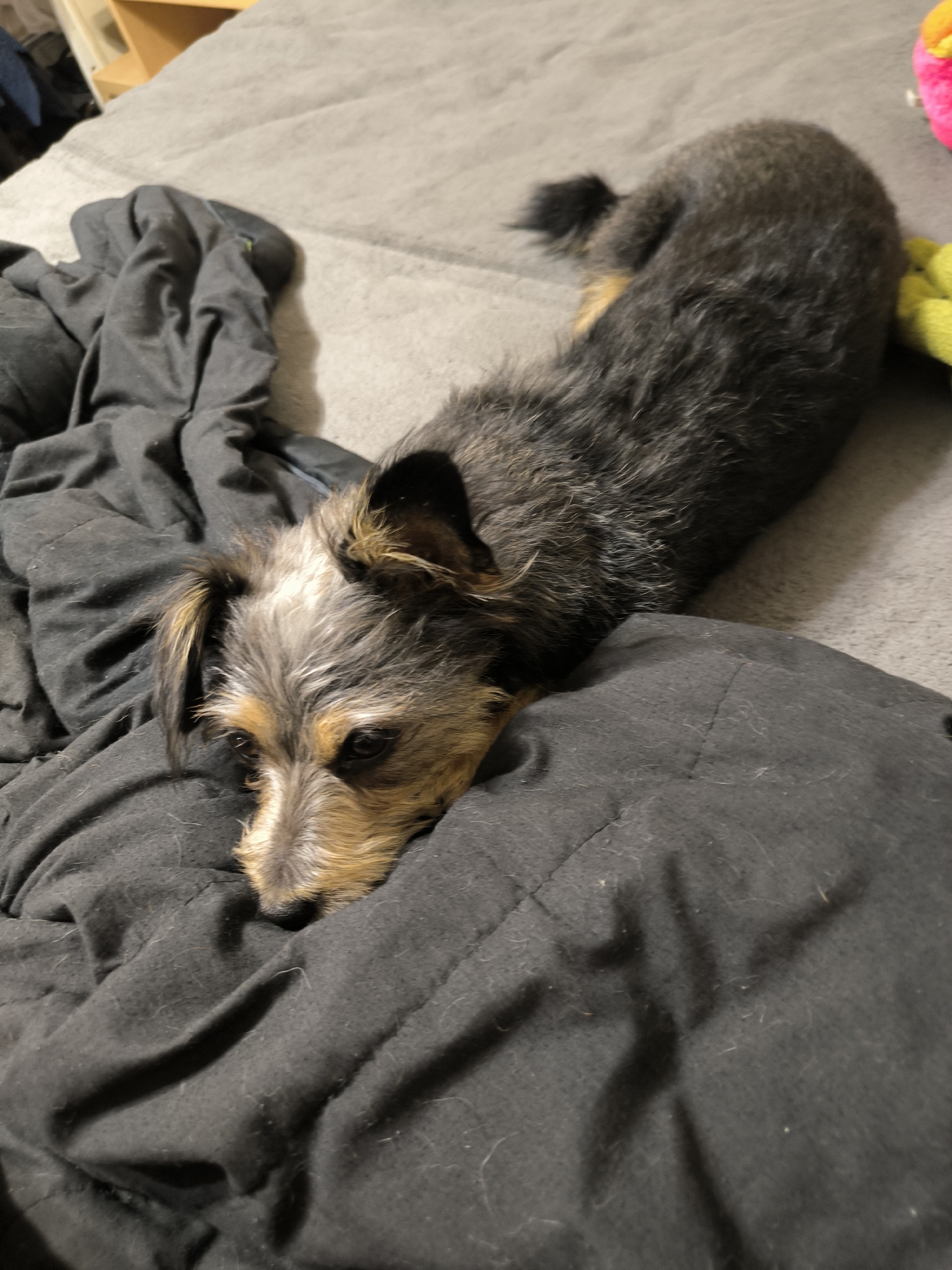 A small, scruffy dog with dark and tan fur lies on a rumpled black blanket, its head resting on the fabric. The dog's eyes are looking downwards, and its ears are perked slightly. The background shows a grey surface, possibly a bed or couch, with a hint of wooden furniture to the left and colorful objects, including a pink and yellow stuffed toy, to the right. The scene is indoors, with no indication of the specific location within Mykolaiv, Ukraine.