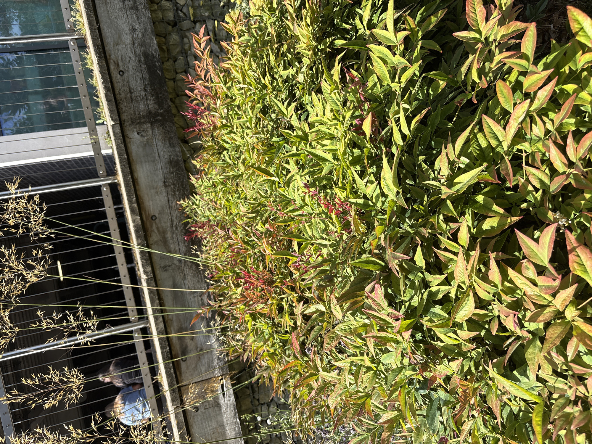 In an outdoor scene, a dense bush of Nandina Domestica, also known as Heavenly Bamboo, dominates the foreground, its leaves a mix of green and red, suggesting it's either autumn or the plant is stressed. Behind the bush, a weathered wooden retaining wall runs horizontally across the middle ground, a stone wall visible behind it. Above the retaining wall, a metal railing and vertical bars suggest a balcony or deck. Two people, a woman wearing a blue top and another person wearing a dark top, are seated beyond the railing, their backs to the camera. Tall, dried grass stalks with seed heads are in focus in the upper left corner, with the sun casting shadows and highlighting the plants. The background shows a modern building with large windows reflecting the environment. The overall lighting indicates it is daytime with bright sunlight.