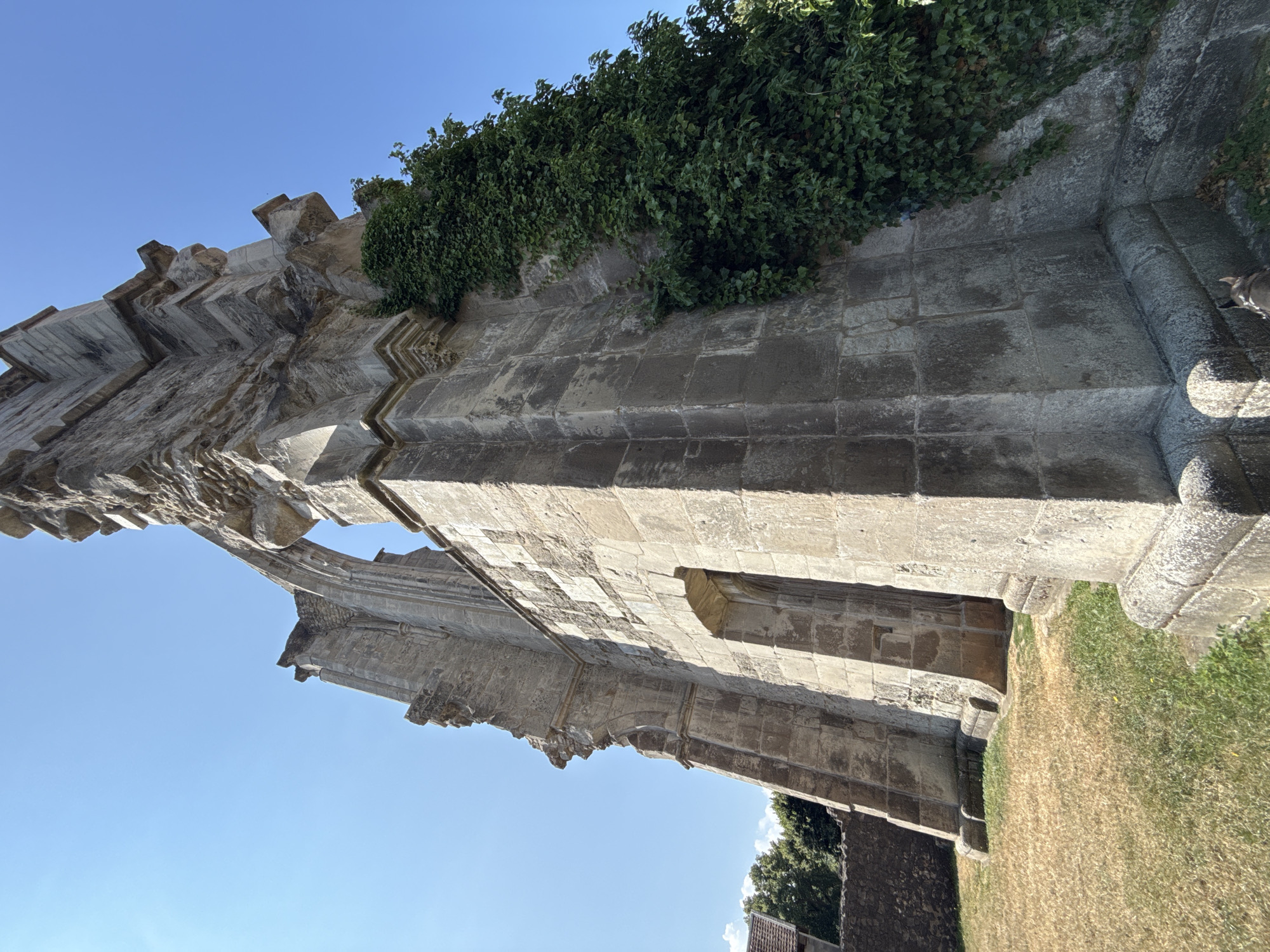 The image captures the ruins of the Walkenried Abbey in Walkenried, Germany, under a clear blue sky. The perspective is a low-angle shot, emphasizing the massive stone structure of the abbey ruins, which are partially covered in vibrant green ivy. The weathered stone blocks are visible, showing signs of age and decay.
In the foreground, dry, light-brown grass covers the ground, with a few patches of greener grass. A stone wall is visible in the background, with trees beyond it. The architectural style of the ruins suggests a historical, possibly Gothic, design with arches and decorative stone elements.
A small, tan and white dog is partially visible in the lower right corner of the image, facing towards the ruins. The overall impression is one of historical grandeur succumbing to nature's reclamation.