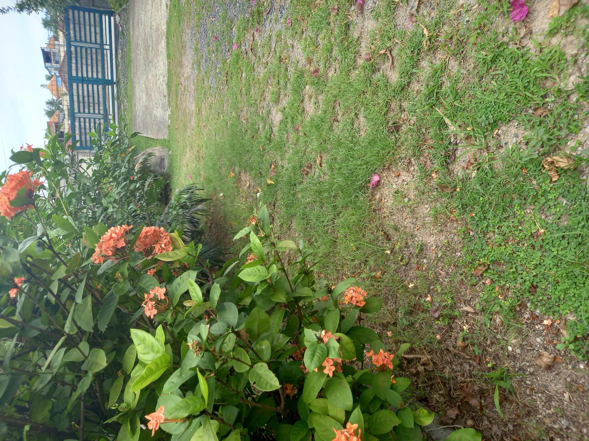 The image depicts a view of a residential property in Baan Mae Nam, Thailand. In the foreground, lush green foliage with clusters of small orange flowers dominates the left side. The ground transitions from sandy soil covered with dry leaves and small green plants to a patch of mowed grass. A concrete path or driveway is visible in the middle, leading towards a blue metal gate with horizontal slats and concrete pillars in the background. Beyond the gate, residential buildings with tiled roofs and palm trees are visible against a cloudy sky. The scene is static and appears to be a daytime photograph of the exterior of a home.