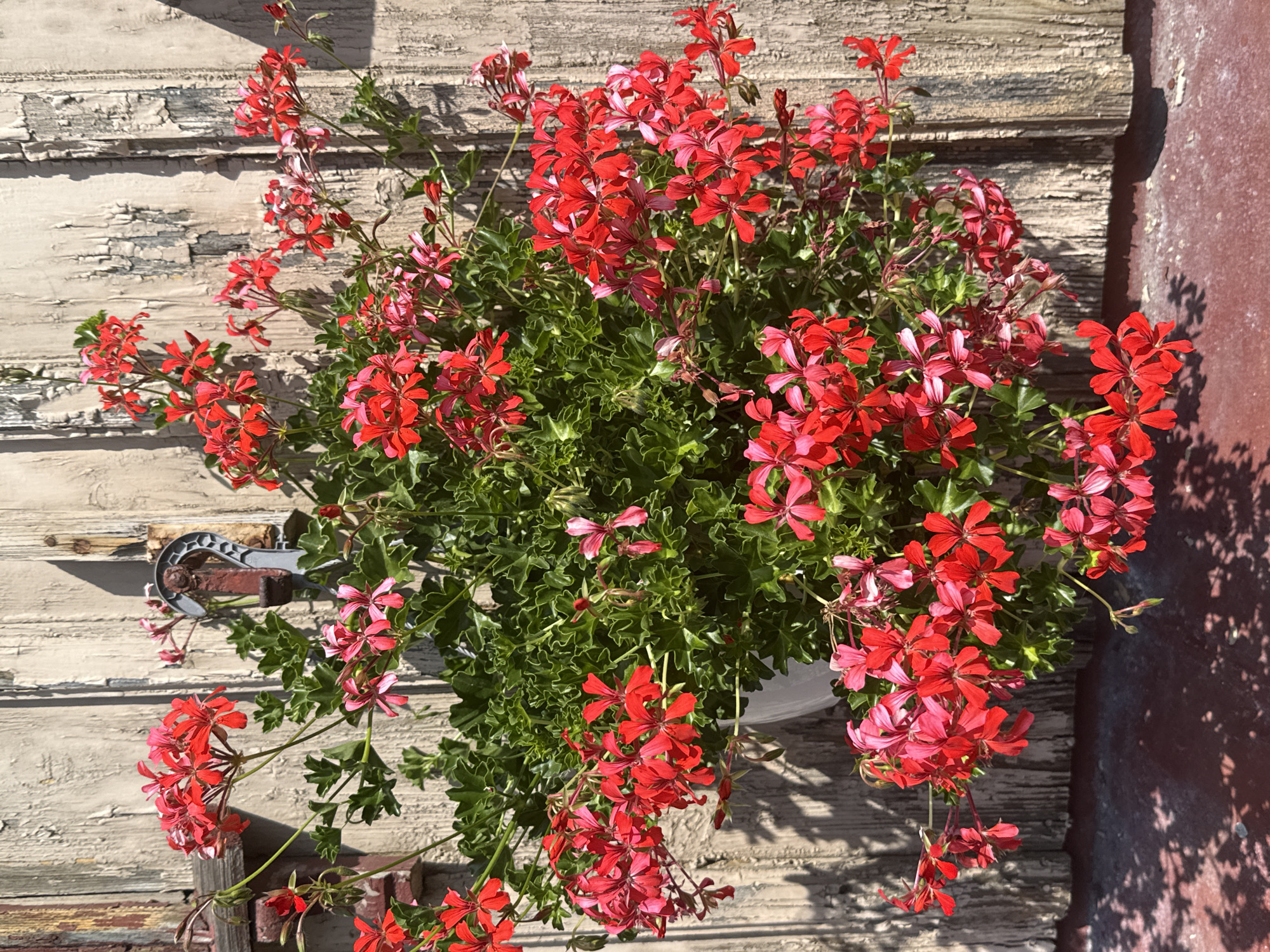 A hanging basket overflowing with bright red geraniums is suspended against a weathered, light-colored wooden wall. The wall exhibits peeling paint and vertical planks, indicating an outdoor setting. A metallic hook, possibly for supporting the basket, is visible on the wall. The shadows of the leaves and flowers are cast on the wall and a darker red surface below. The scene is well-lit by sunlight, creating strong contrasts. This image was captured in Walkenried, Germany.