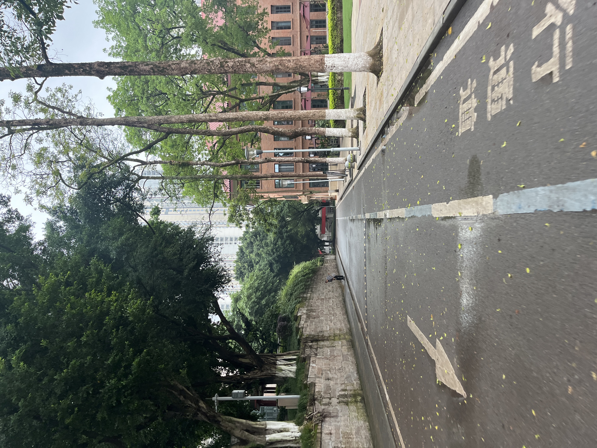 This image captures a paved urban road in the Yuzhong District of China, appearing damp and scattered with small, yellow-green leaves, indicative of recent moisture. The sky is overcast and light grey.
The road features a white arrow painted on the asphalt in the foreground, pointing to the left. A broken white line and a continuous blue line run parallel as a road divider. Further along the right side of the road, the Chinese characters "慢行" (Mànxíng), meaning "Slow down," are painted in white. Several speed bumps traverse the road in the mid-ground.
On the left side of the road, a robust stone retaining wall, constructed from block-like stones, exhibits variations in color from brown to grey, with some green discoloration. Dense green foliage and large trees with visible trunks, some with their bases painted white, rise above and behind the wall. A grey utility pole stands near the wall. A single individual, dressed in a dark shirt and dark trousers, is leaning against the stone wall on the left, facing towards the right side of the image. Further down this side, an archway or underpass framed by trees is visible. In the background on the left, multiple tall, modern high-rise buildings pierce the skyline.
On the right side of the road, there is a wide, light-colored paved pathway or sidewalk. A series of tall, slender trees with brown trunks line this path, each having its lower trunk painted white. Interspersed among these trees are modern streetlights with dark grey poles. Adjacent to this pathway stands a substantial, multi-story brick building with a prominent red tile roof. The building features numerous windows with dark frames. In front of the building, a neatly maintained green lawn is visible, and several dark red outdoor umbrellas are deployed, suggesting an outdoor seating area. More tall buildings are visible in the background on the right side, confirming the urban environment.