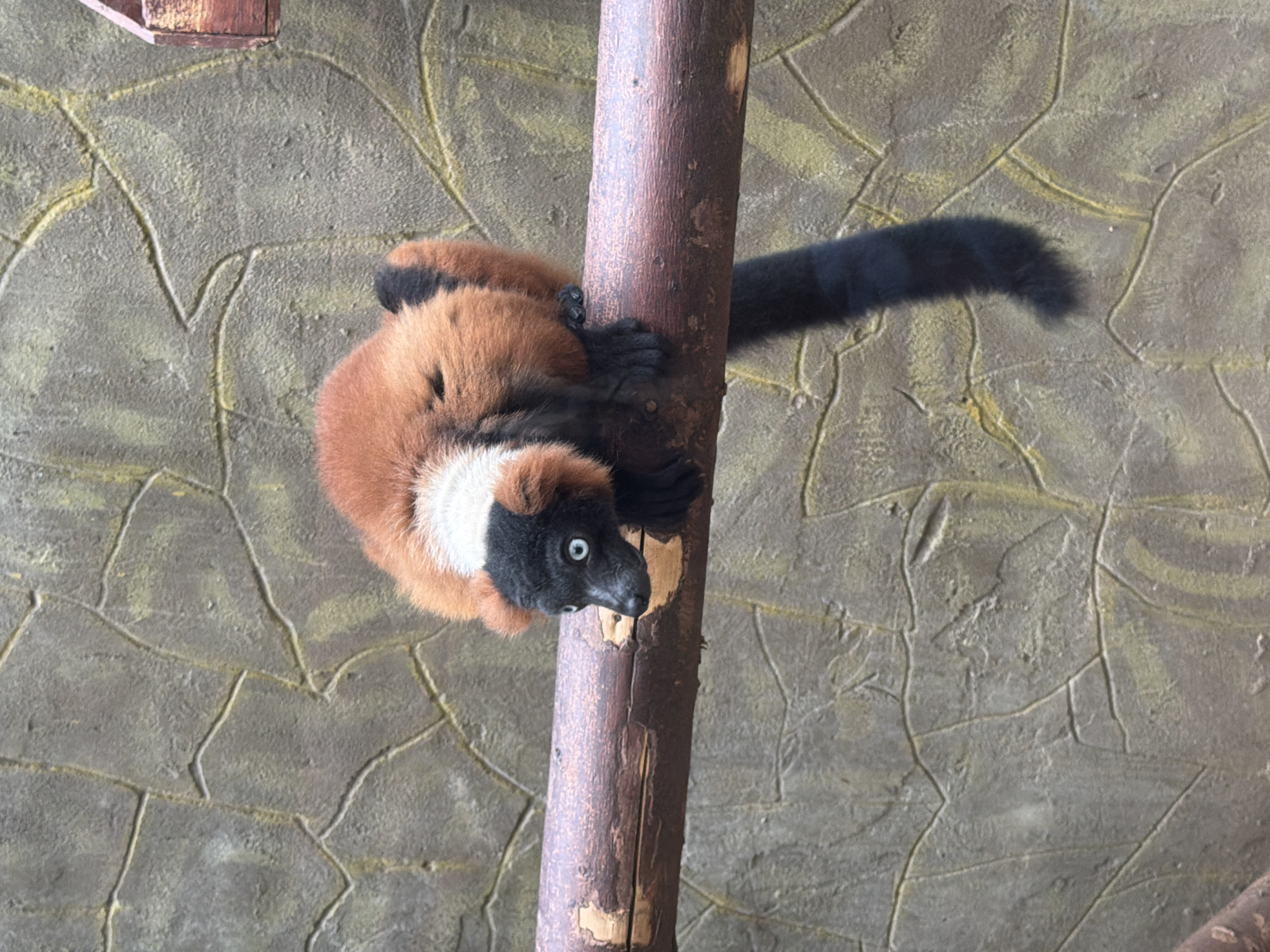 The media file shows a red ruffed lemur clinging to a wooden post against a textured stone wall. The lemur has a distinctive black face with striking white markings around its eyes and muzzle, and a fluffy white ruff around its neck. Its body is covered in reddish-brown fur, and a long, black, bushy tail extends behind it. The lemur appears to be looking towards the right side of the frame with its mouth slightly open, revealing a glimpse of its tongue. Its black paws are gripping the rough surface of the post. The background wall is a light gray color with irregular, darker gray lines forming a pattern resembling cracked stone or plaster. A small wooden structure, possibly part of an enclosure or habitat, is visible in the upper left corner. The lighting suggests it is daytime, with bright illumination casting subtle shadows. The scene is still, with the lemur frozen in its grip on the post. There is no visible text in the image. The overall impression is of a wild animal in a zoo or sanctuary setting, designed to mimic its natural habitat.