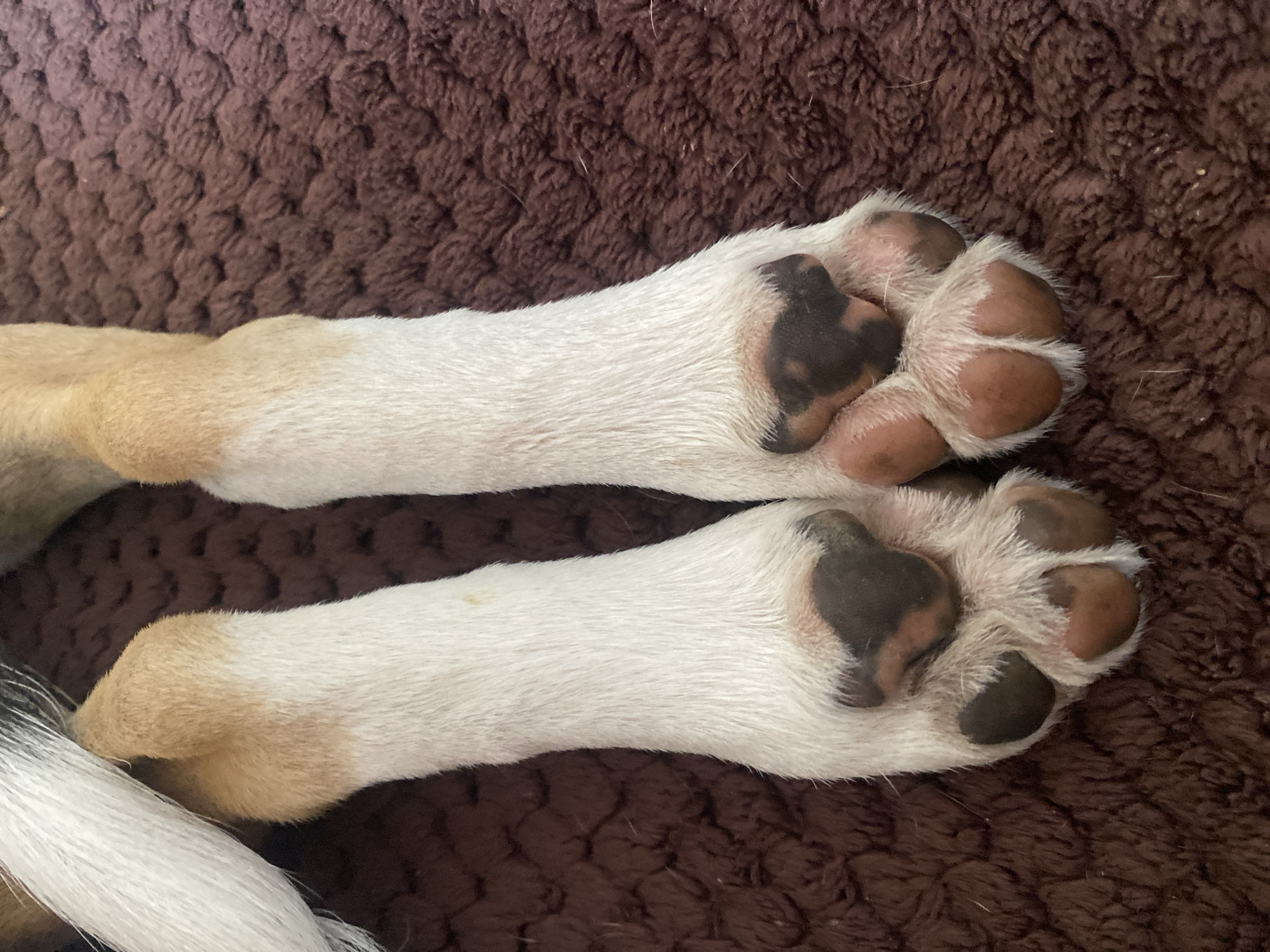 The image shows a close-up of two dog paws resting on a brown, textured surface, possibly a blanket or rug. The paws are predominantly white with tan markings on the upper legs and dark, pigmented pads and nails. The fur on the legs is short and white. The background is a rich, dark brown with a visible woven texture. There is no indication of the city of Perm, Russia, in the image.