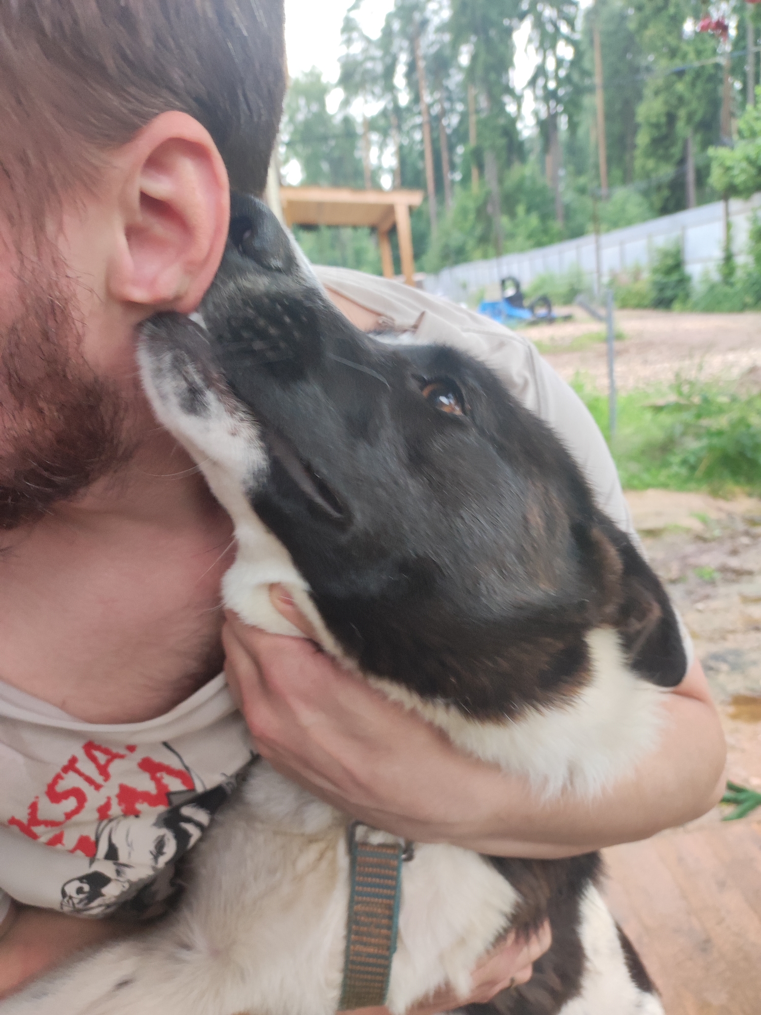 In a close-up shot taken outdoors, a person with a beard is holding a medium-sized dog with black and white fur. The dog is leaning into the person's face, with its nose touching the person's ear. The person is wearing a light-colored t-shirt with a red and black graphic. The background is blurred but suggests a rural or suburban setting with trees, a fence, and some structures. The lighting is natural, indicating it is daytime. The scene appears to be in the city of Alabino, Russia, likely a backyard or a similar outdoor area.
