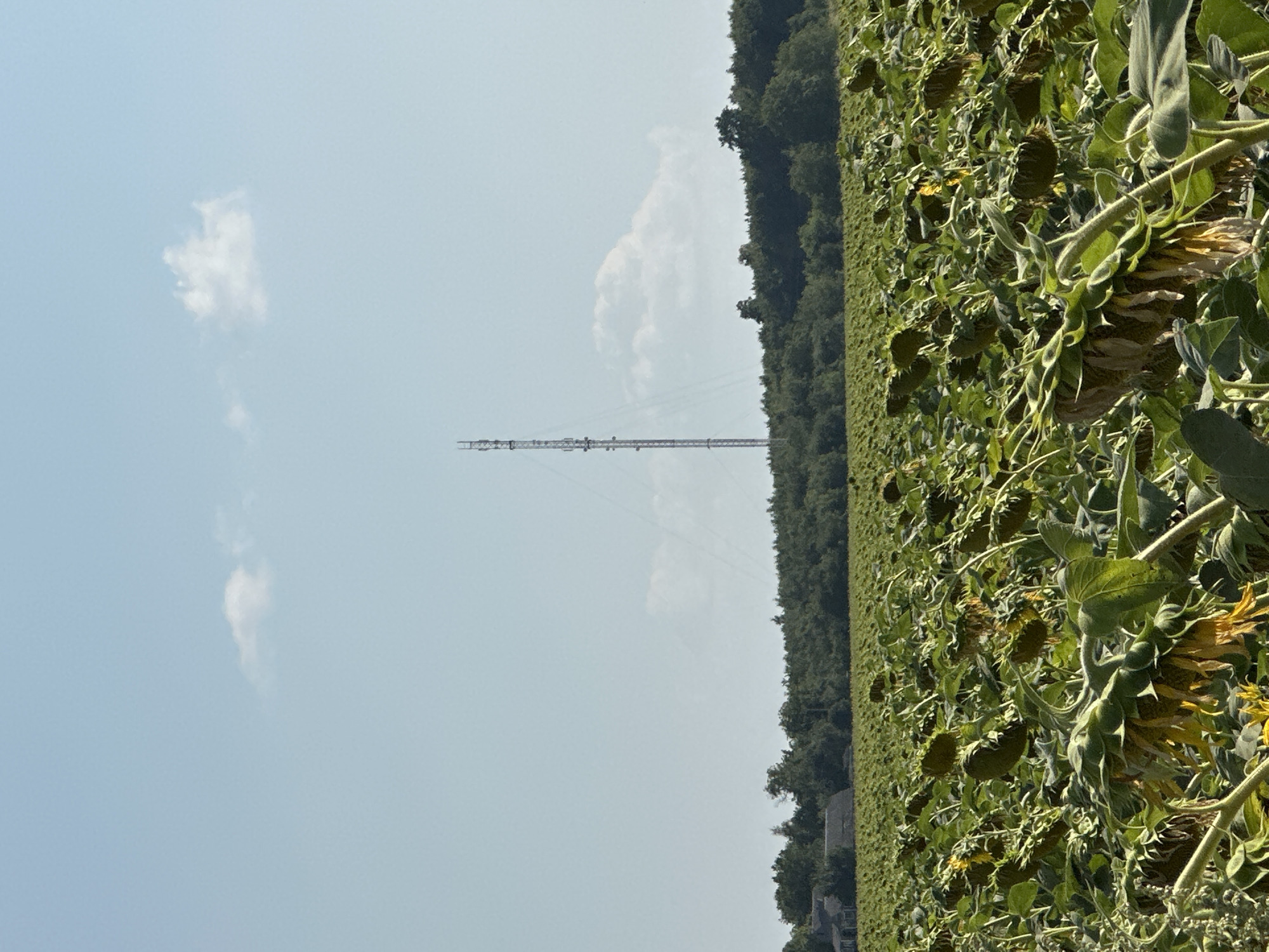 An outdoor, eye-level, medium shot captures a wide agricultural field of drooping sunflowers under a pale blue sky with scattered white clouds. In the background, a dense line of green trees forms the horizon, punctuated by two dimly visible buildings on the left. Towering above the trees in the mid-ground is a tall, slender telecommunications tower. The sunflowers in the foreground are wilting, with many heads bowed and their petals beginning to dry and yellow. The overall scene suggests late summer or early autumn. The location is identified as Korchivka, Ukraine. There are no people or animals visible in the frame.