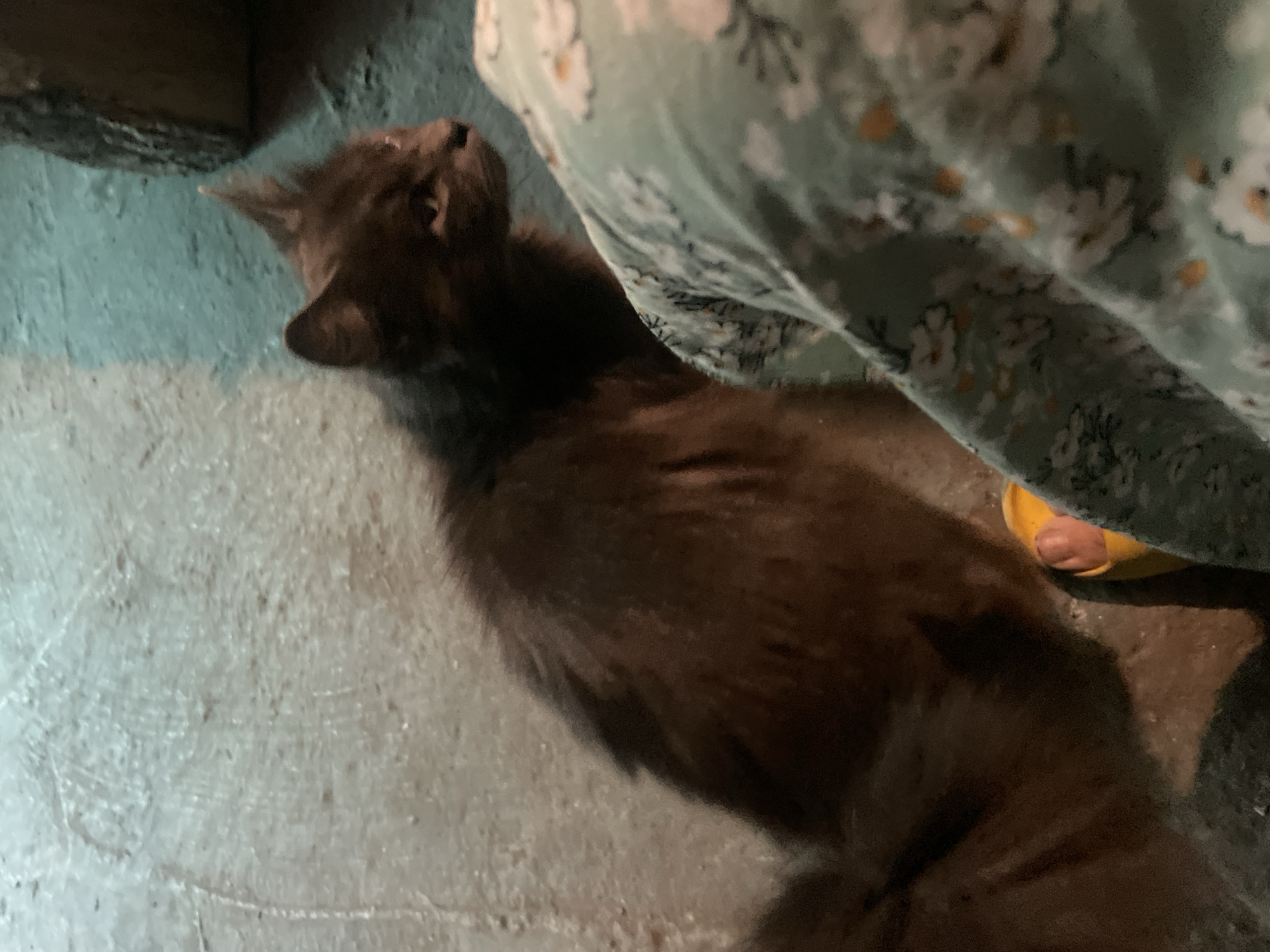 A long-haired dark brown cat is lying on a light gray surface, possibly a floor or pavement, adjacent to what appears to be a person wearing a floral-patterned garment and yellow footwear. The environment appears to be indoors or a covered area. Olginka, Russia is not apparent from the visual information.